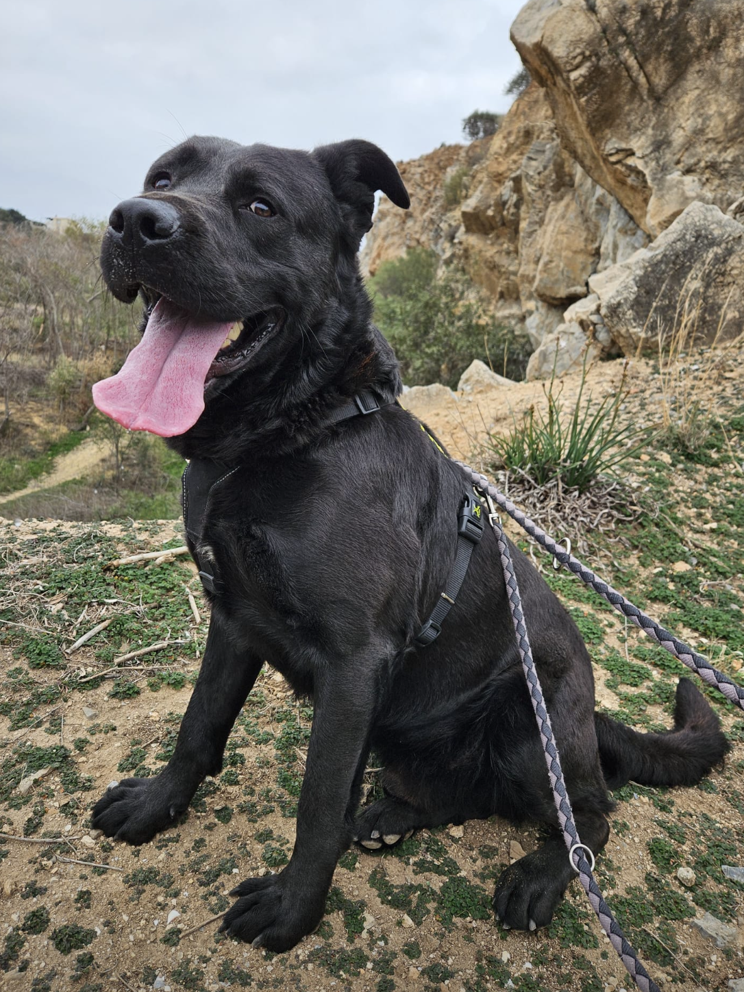 ¡Ayuda! Pastor Alemán/Staford Perdido en Málaga