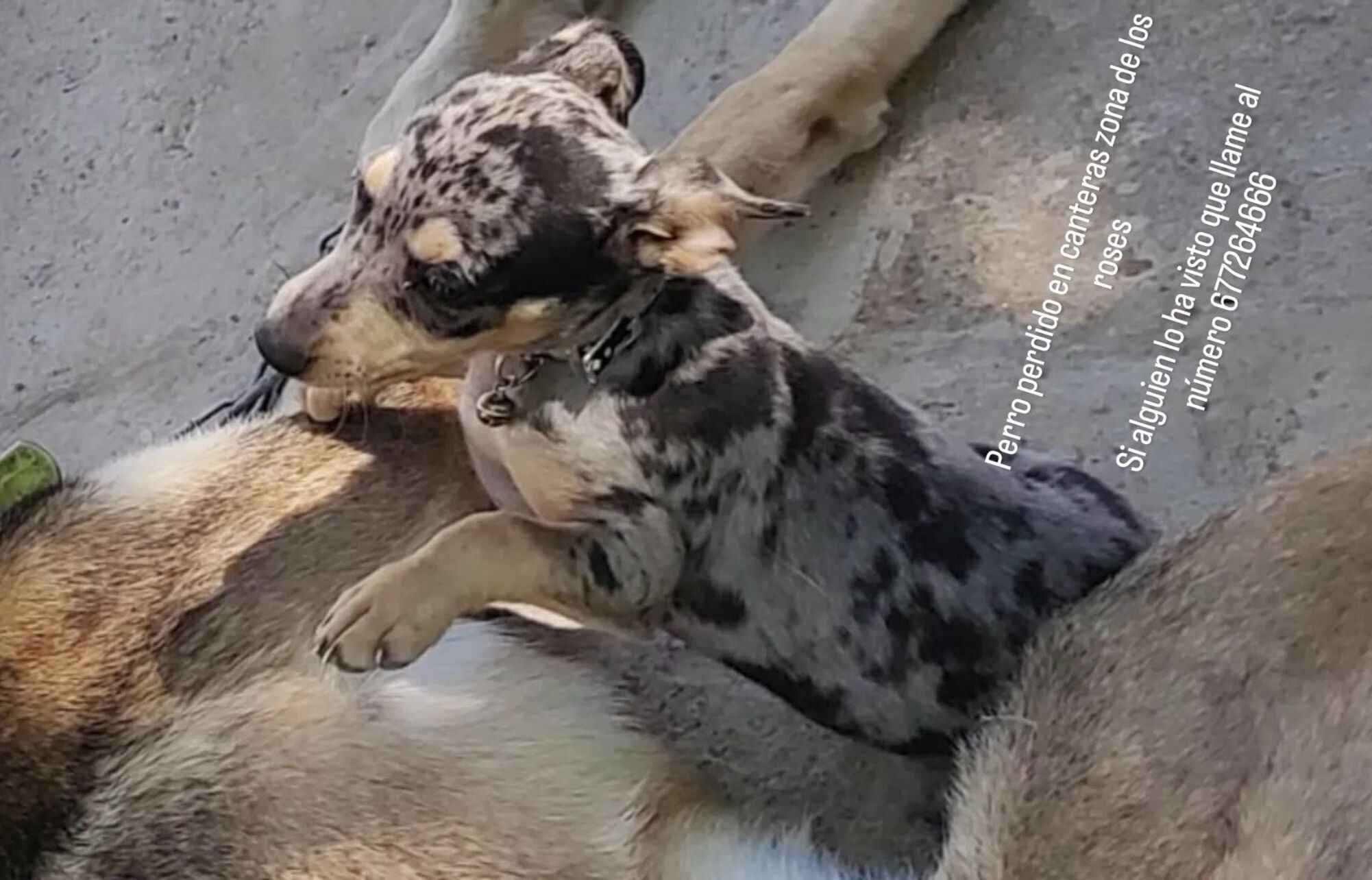 ¡Ayuda! Perro Activo y Bueno Perdido en Cartagena