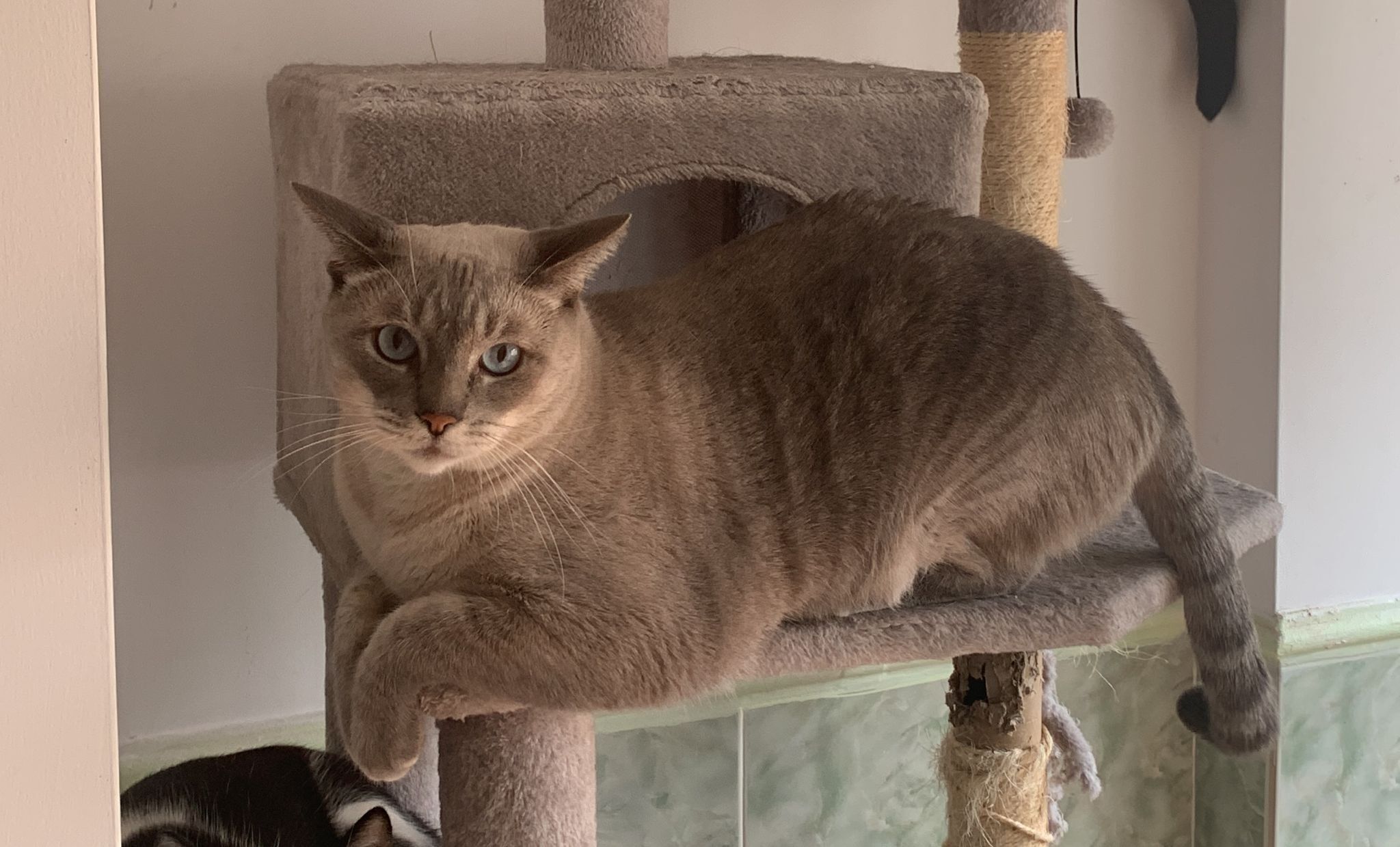 Gatos perdidos, El Puerto de Santa Maria, foto: Gato Perdido: Gris y Ojos Celestes en El Puerto