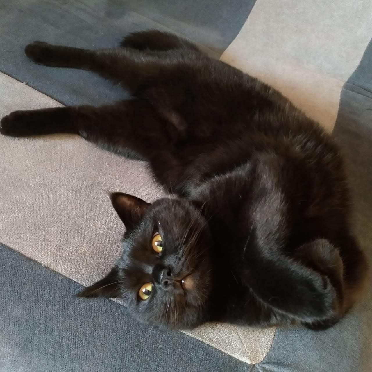 Gato Negro Perdido en Paterna: 10 Años, Microchip