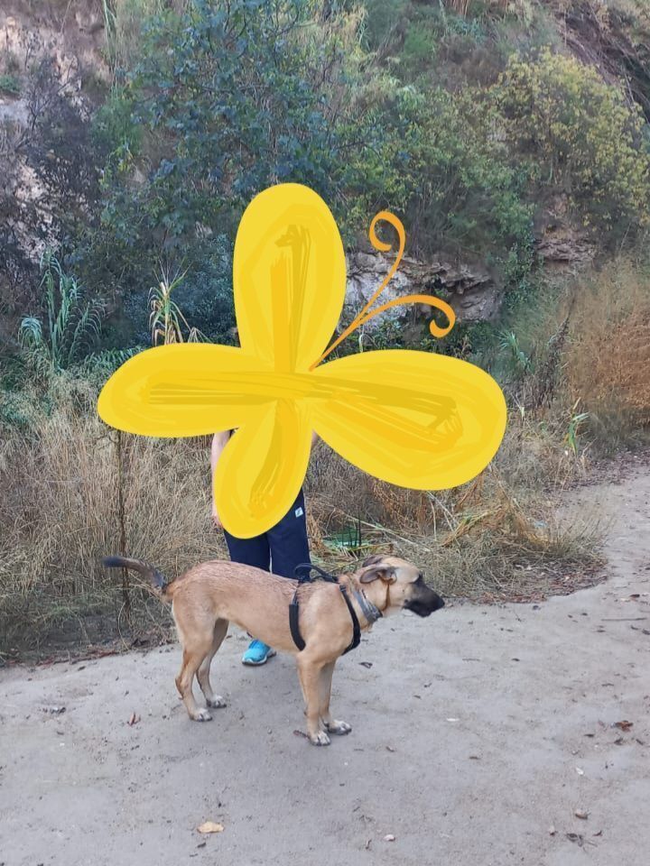 ¡Perra perdida en Cónchar! Ayú...