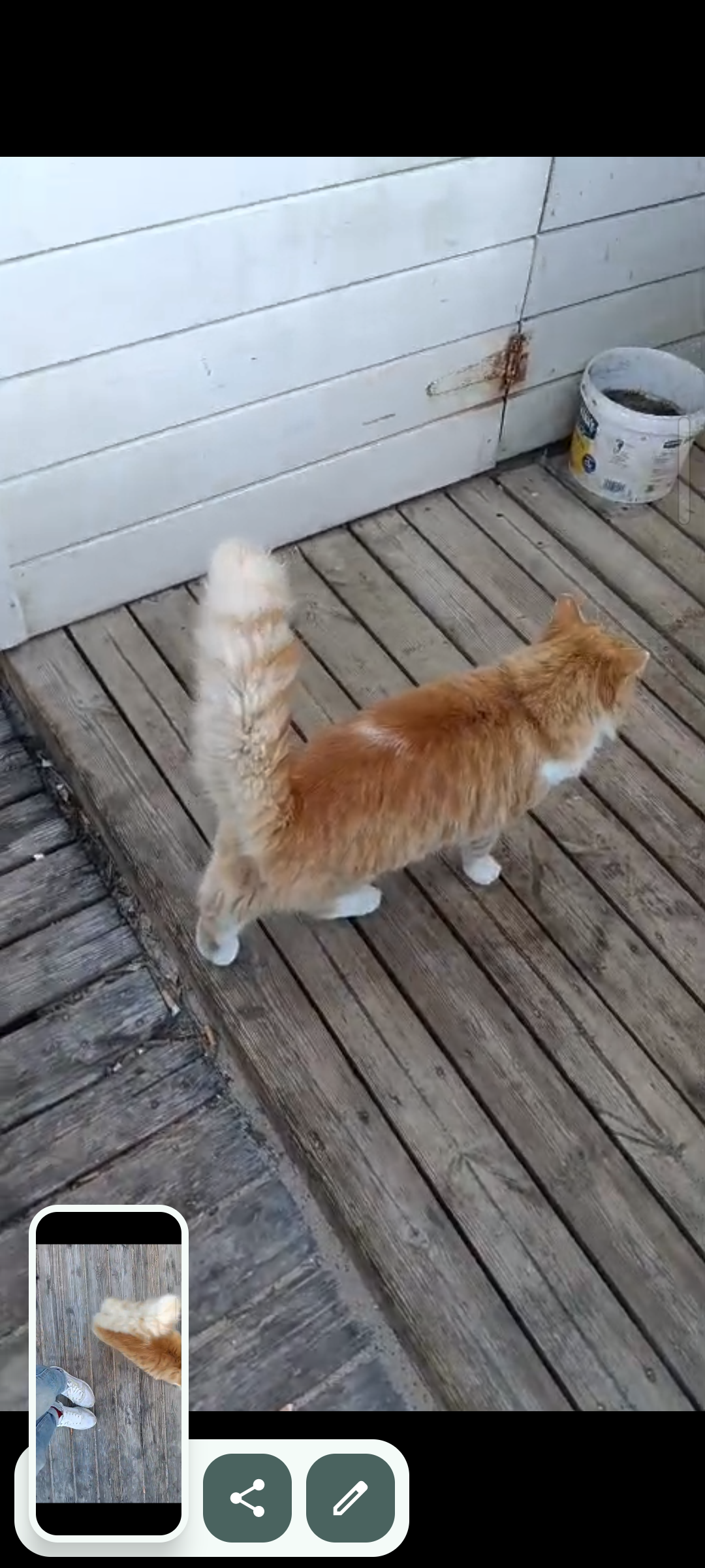 Amarillo y blanco, sociable. Se encuentra en la zona unos cuantos días es gordito y pelaje cuidado por eso supongo que está perdido.