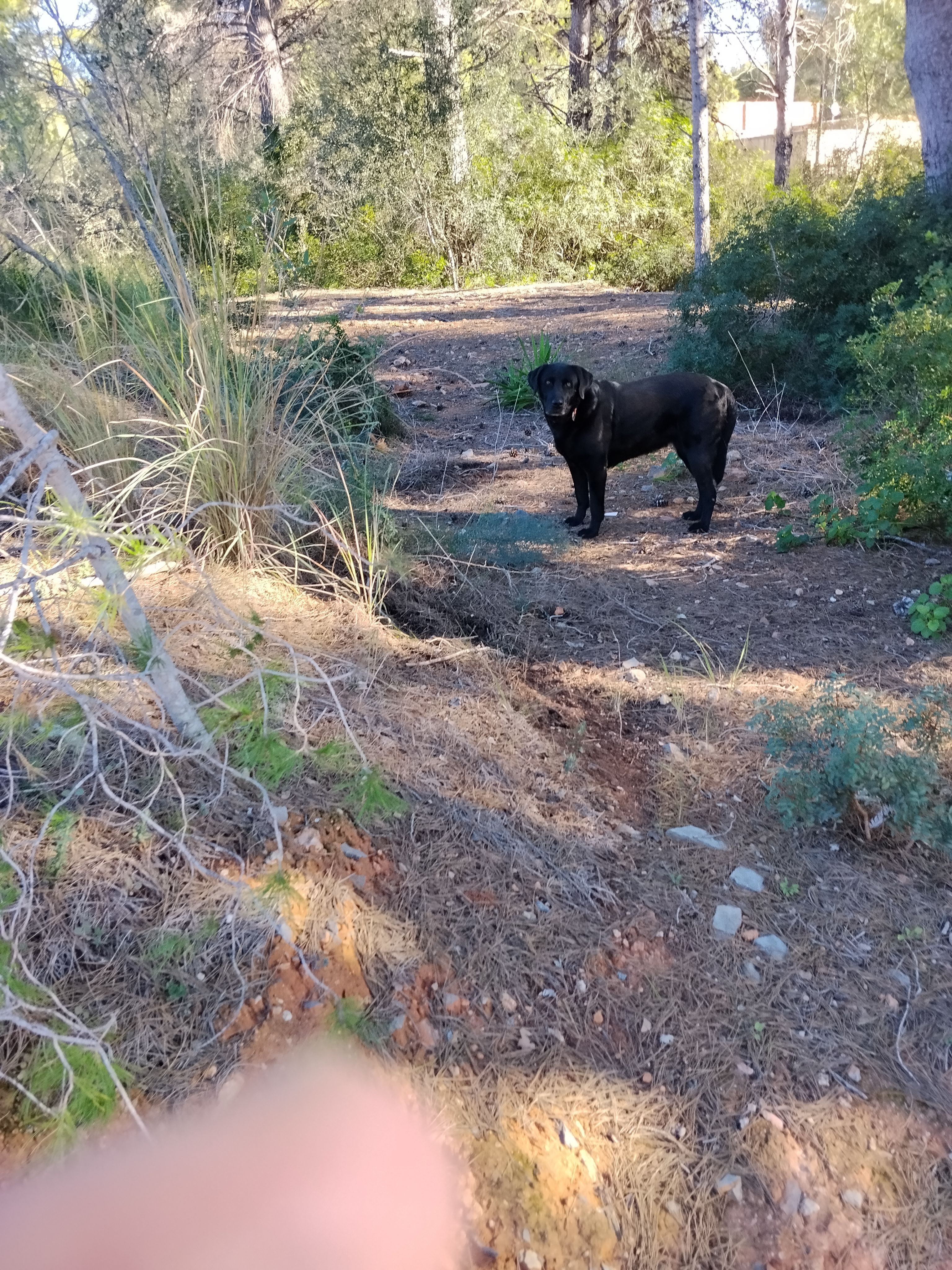 Perro encontrado Sagunto, foto: Perro Negro Asustado Hallado en Sagunto