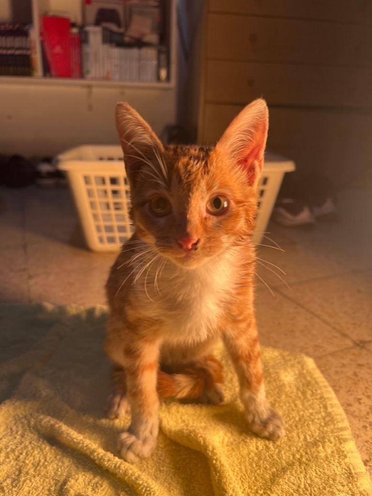 Gato encontrado Sevilla, foto: Adorable Gato Naranja y Blanco en Sevilla