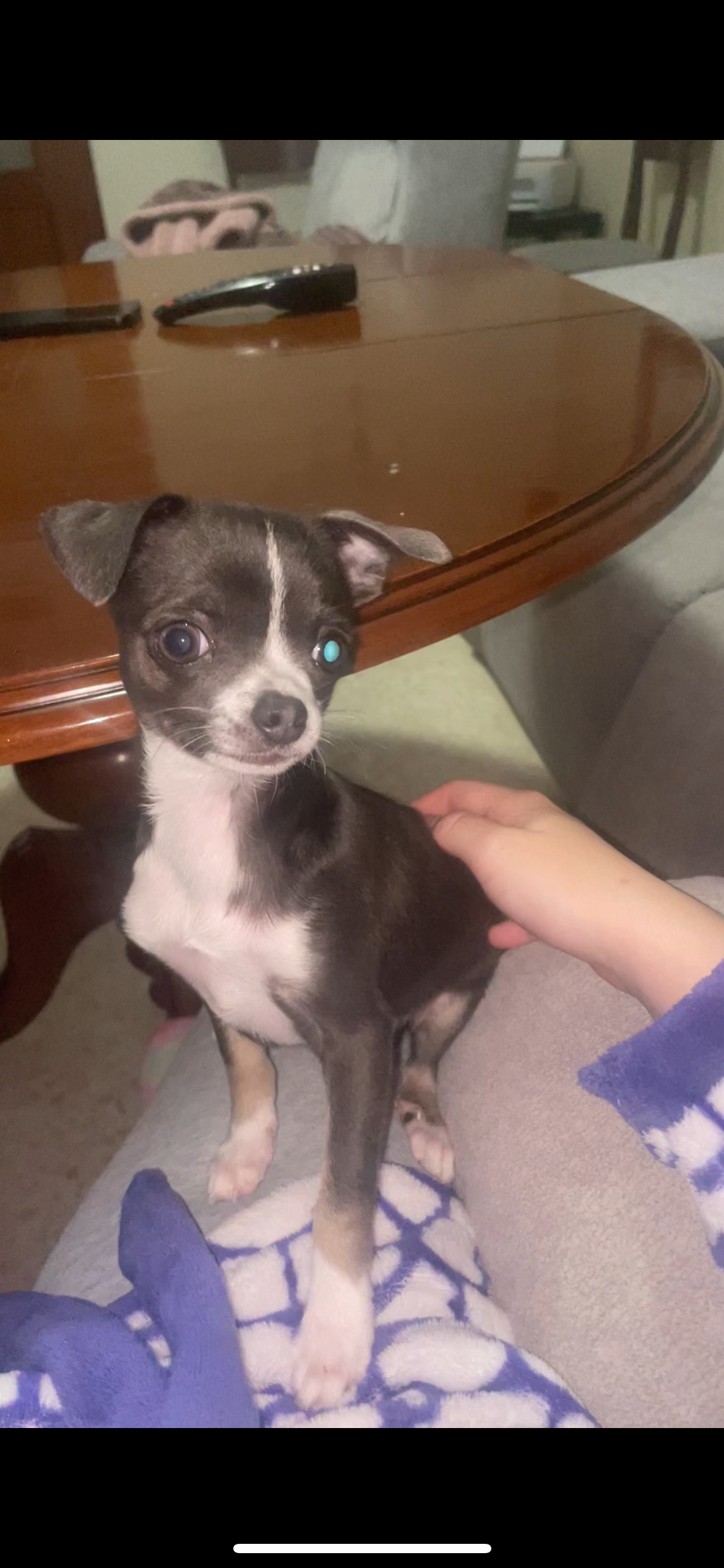 Chihuahua Gris Perdido en Lucena: Cojo y Vulnerable