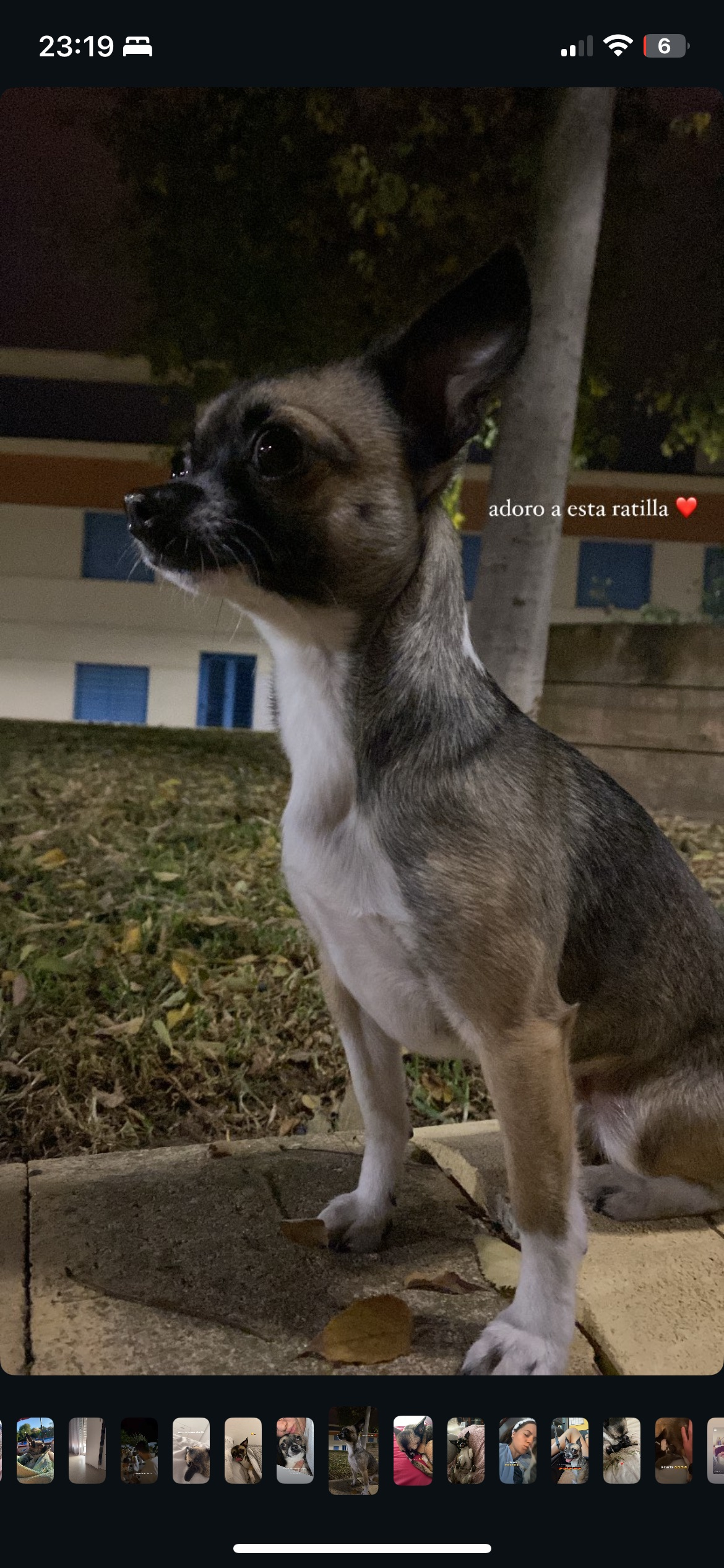 ¡Perro Chihuahua Marrón Perdido en Lucena!