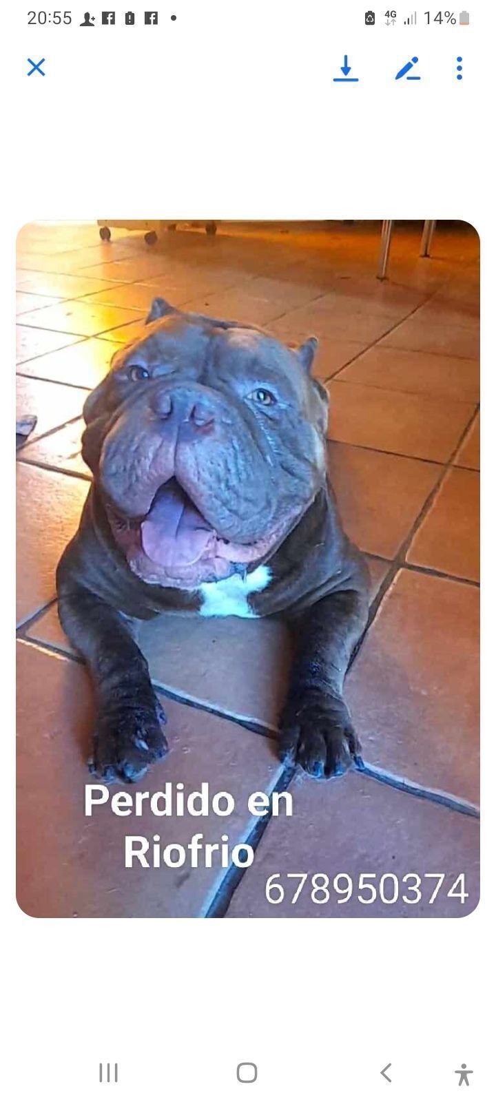 Perro Perdido: Marrón y Blanco en Riofrío