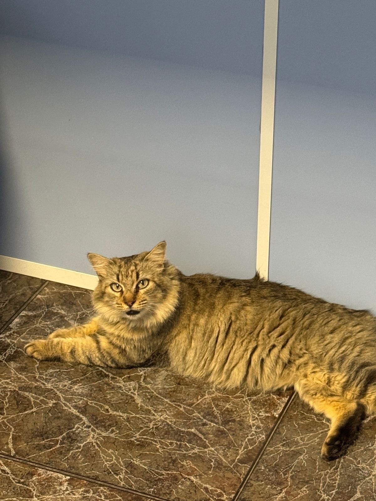 Gatos perdidos, , foto: Gata Callejera Perdida en Partida Baya Baja