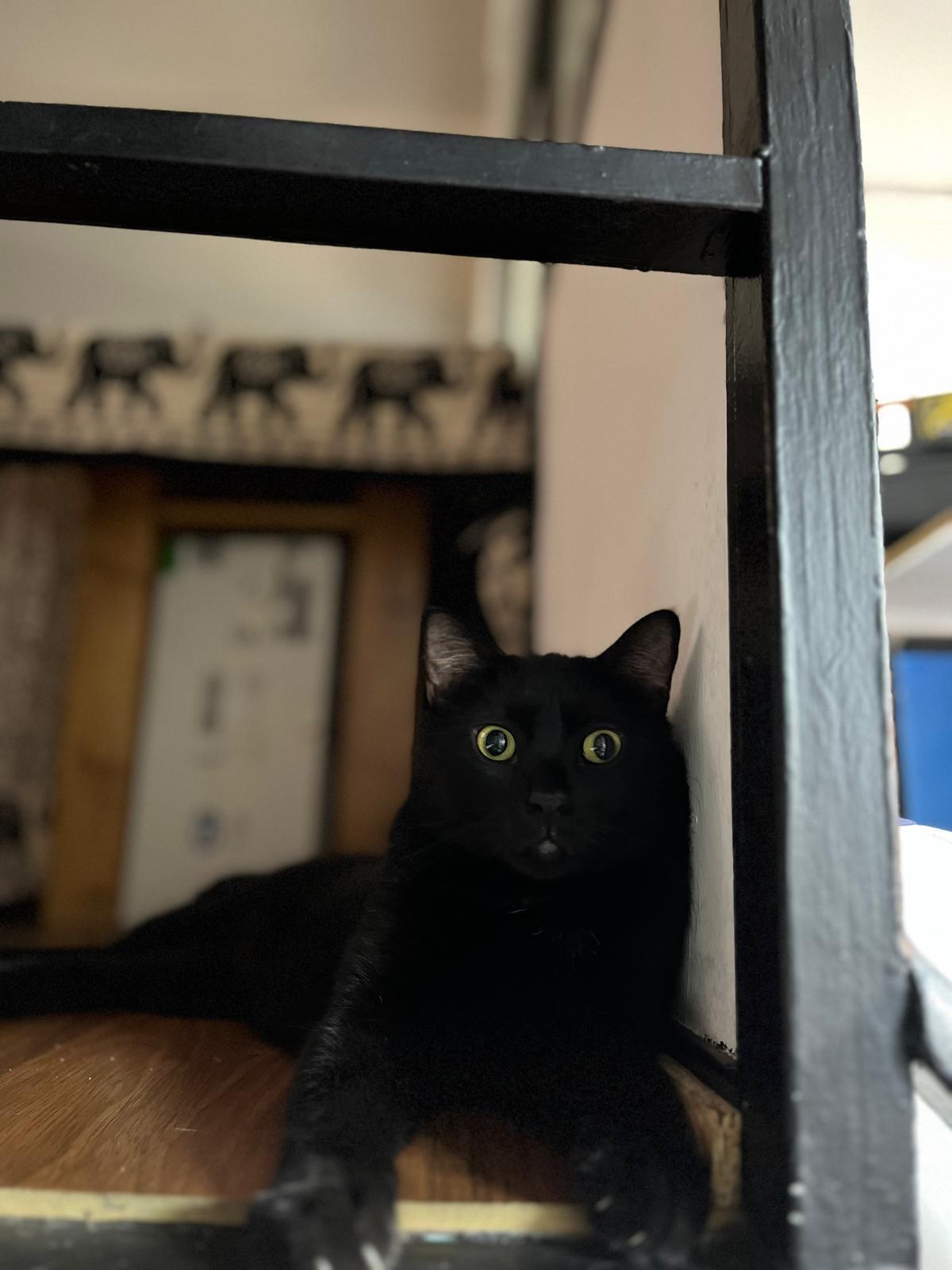 ¡Gato negro perdido en Sant Gil, Barcelona!