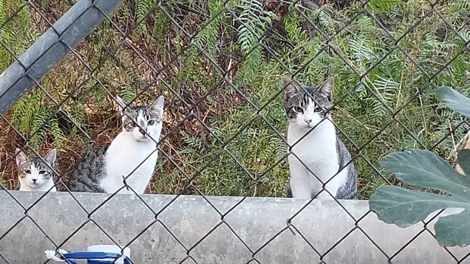Gatos perdidos, Almeria, foto: ¡Ayuda! 3 Gatos Europeos Perdidos en Almería