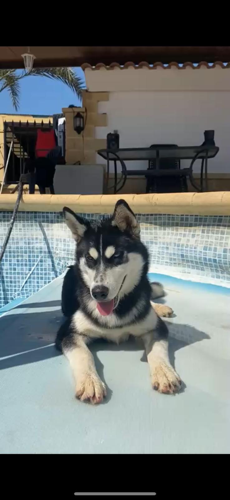 ¡Husky Perdida en Urbanización Jopos!