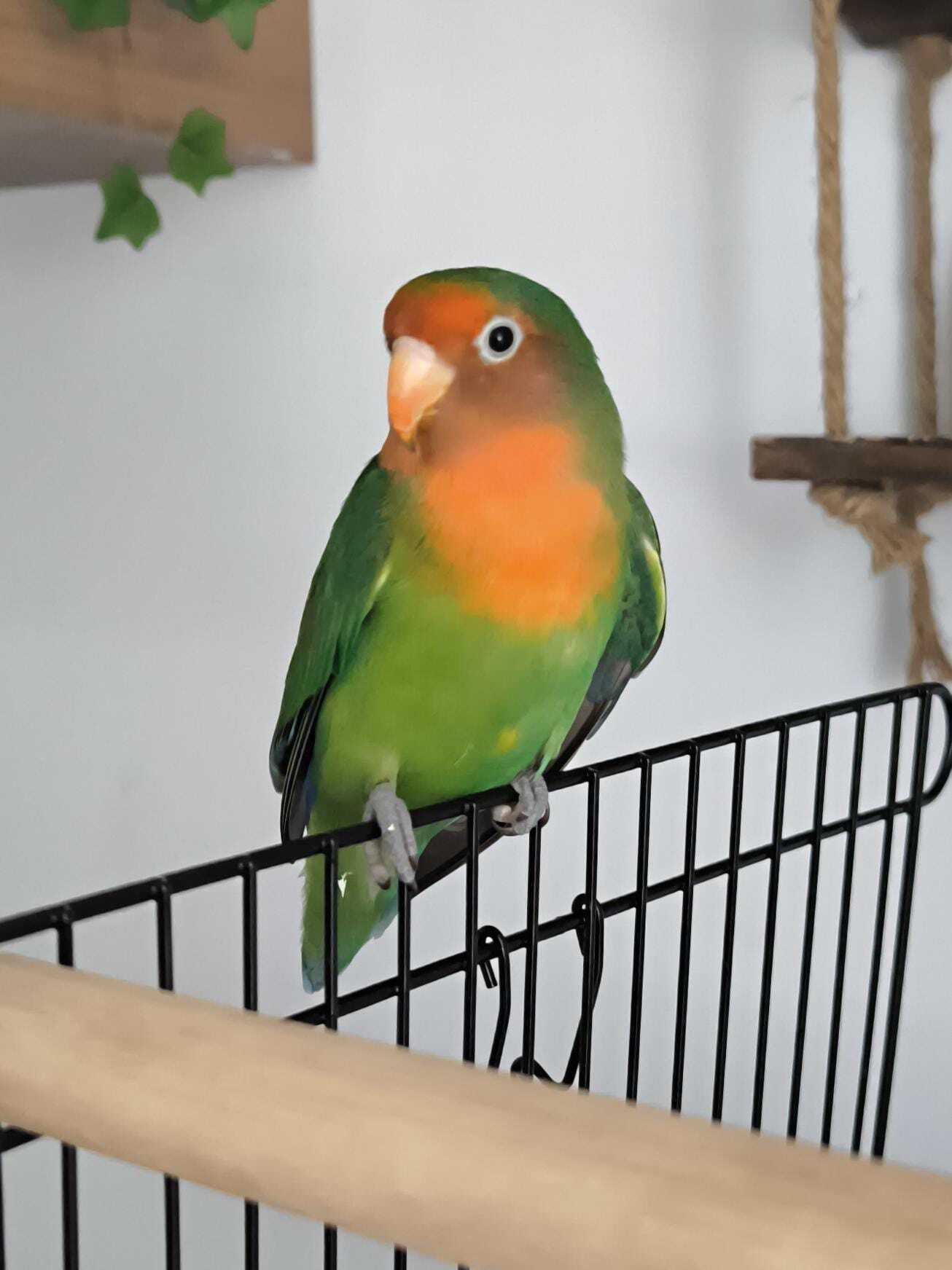 Animales encontrados , foto: Agaporni Hembra Encontrada en Pineda de Mar