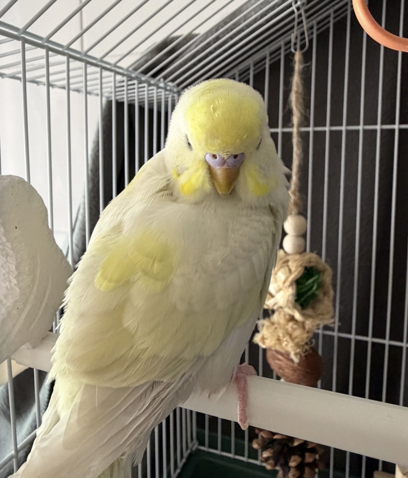 Periquito amarillo perdido en Cornellà