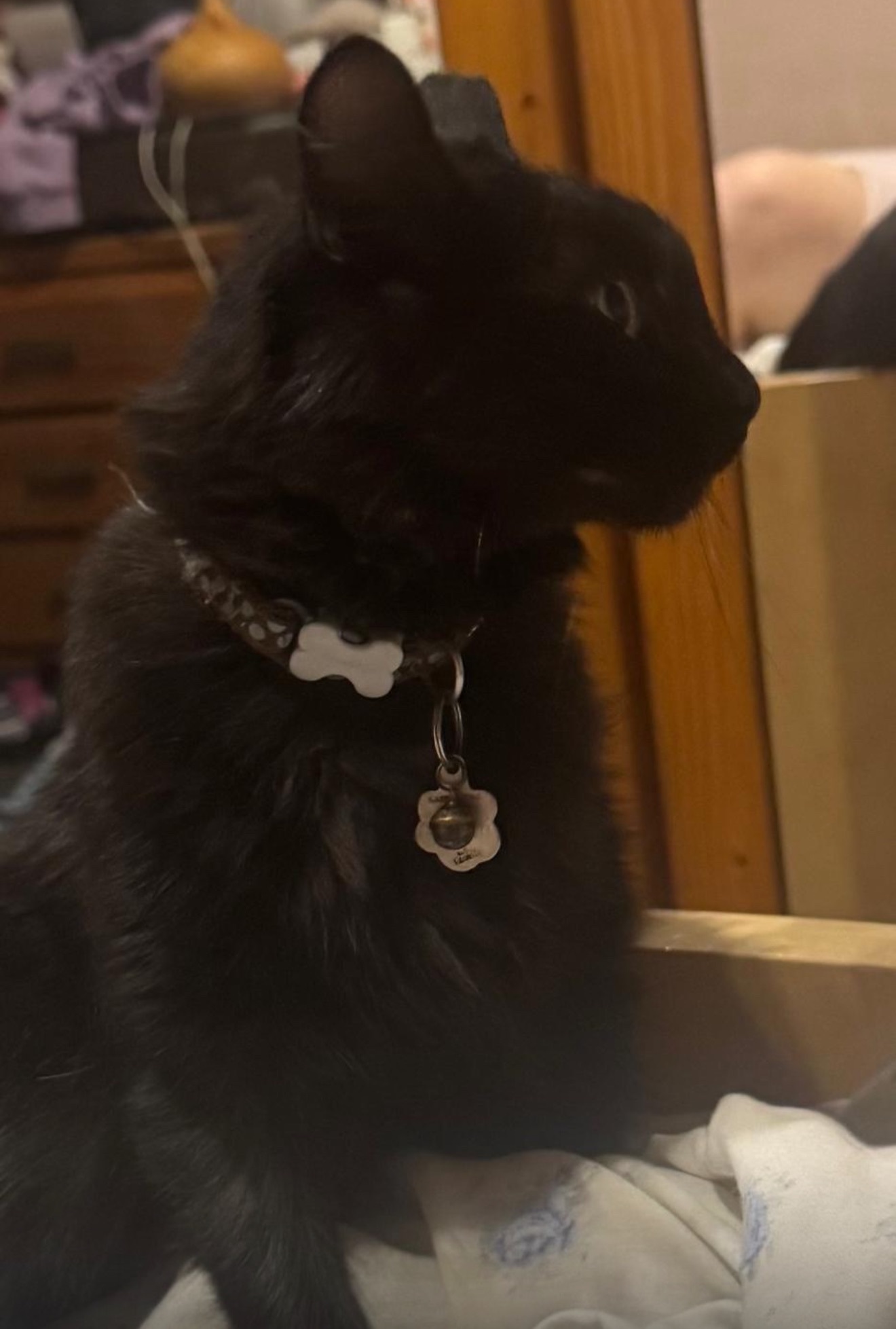 Gata Negra Perdida: Camino del de Marco