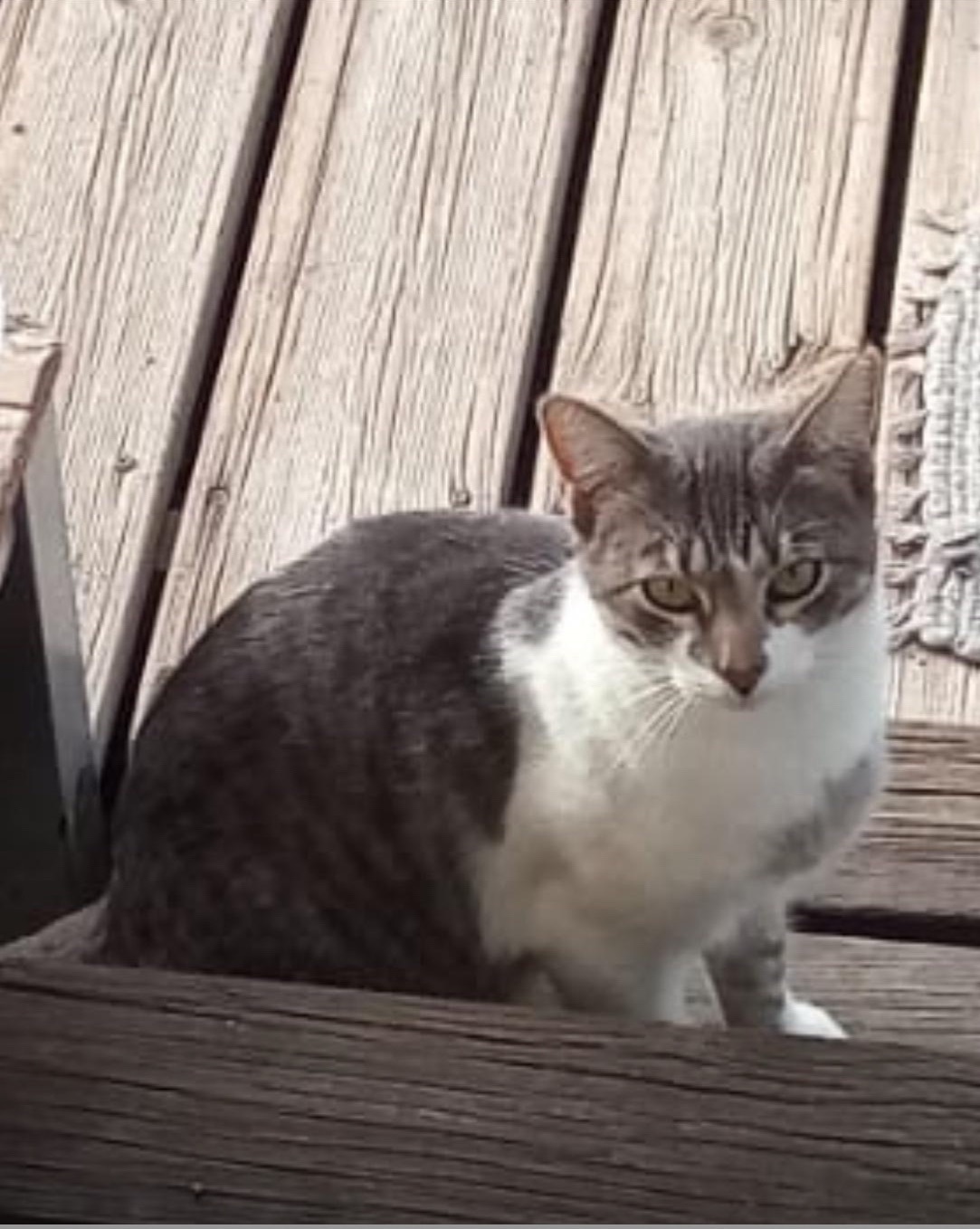 Gato Perdido en Vélez-Málaga: Jade, Gris y Blanco