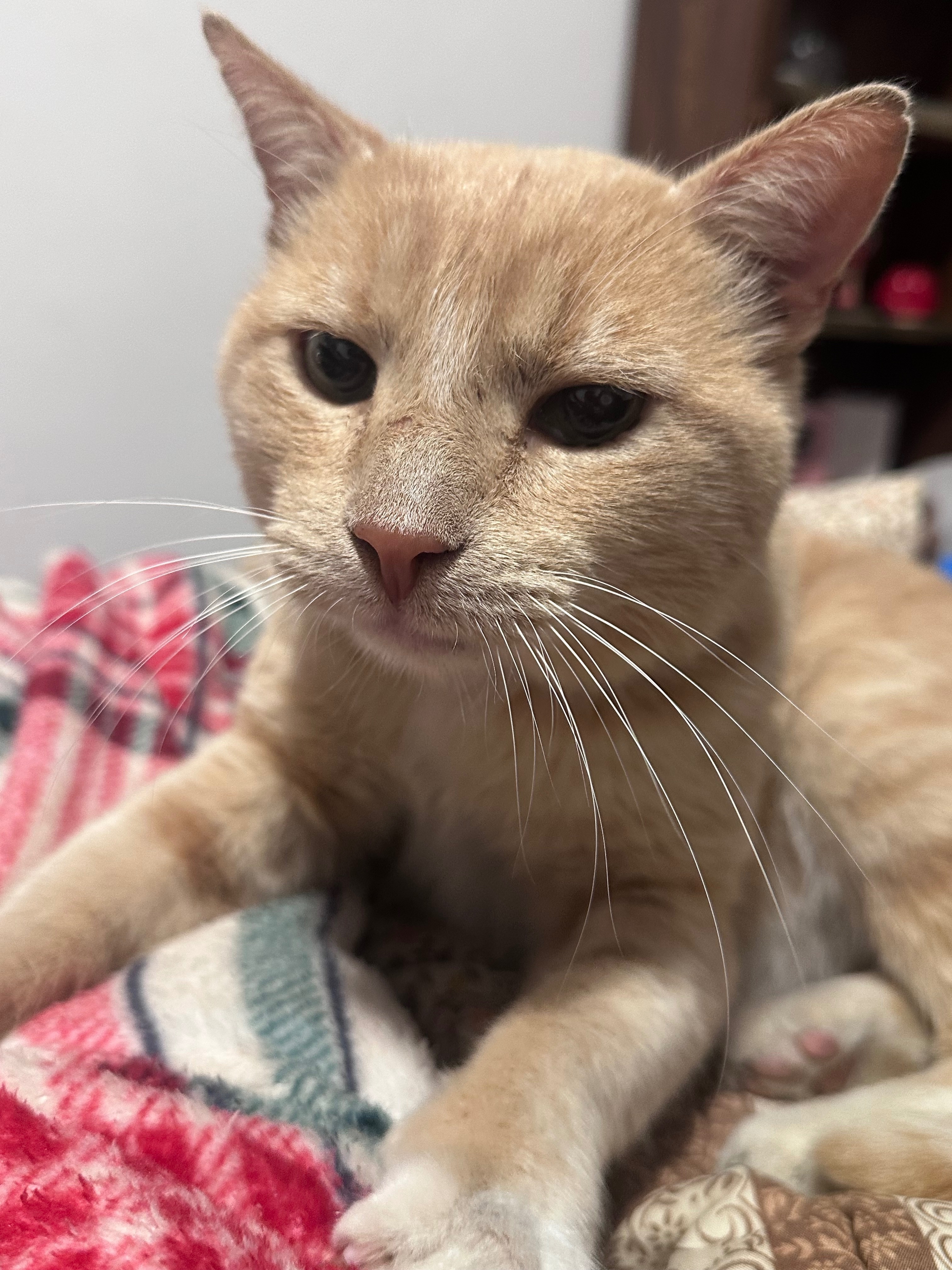 Gato Rubio Cariñoso Encontrado...