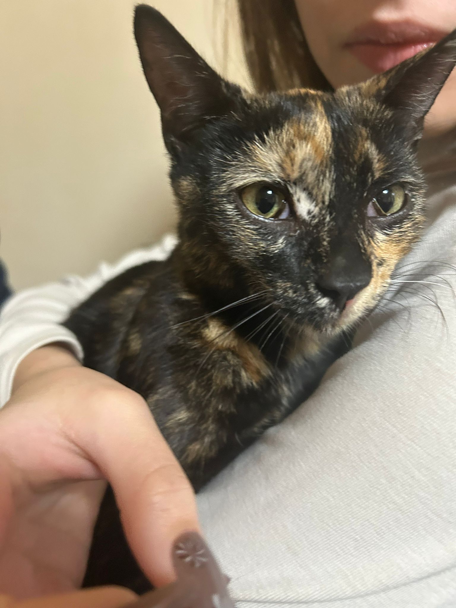 Gatita Carey Cariñosa Busca Ho...