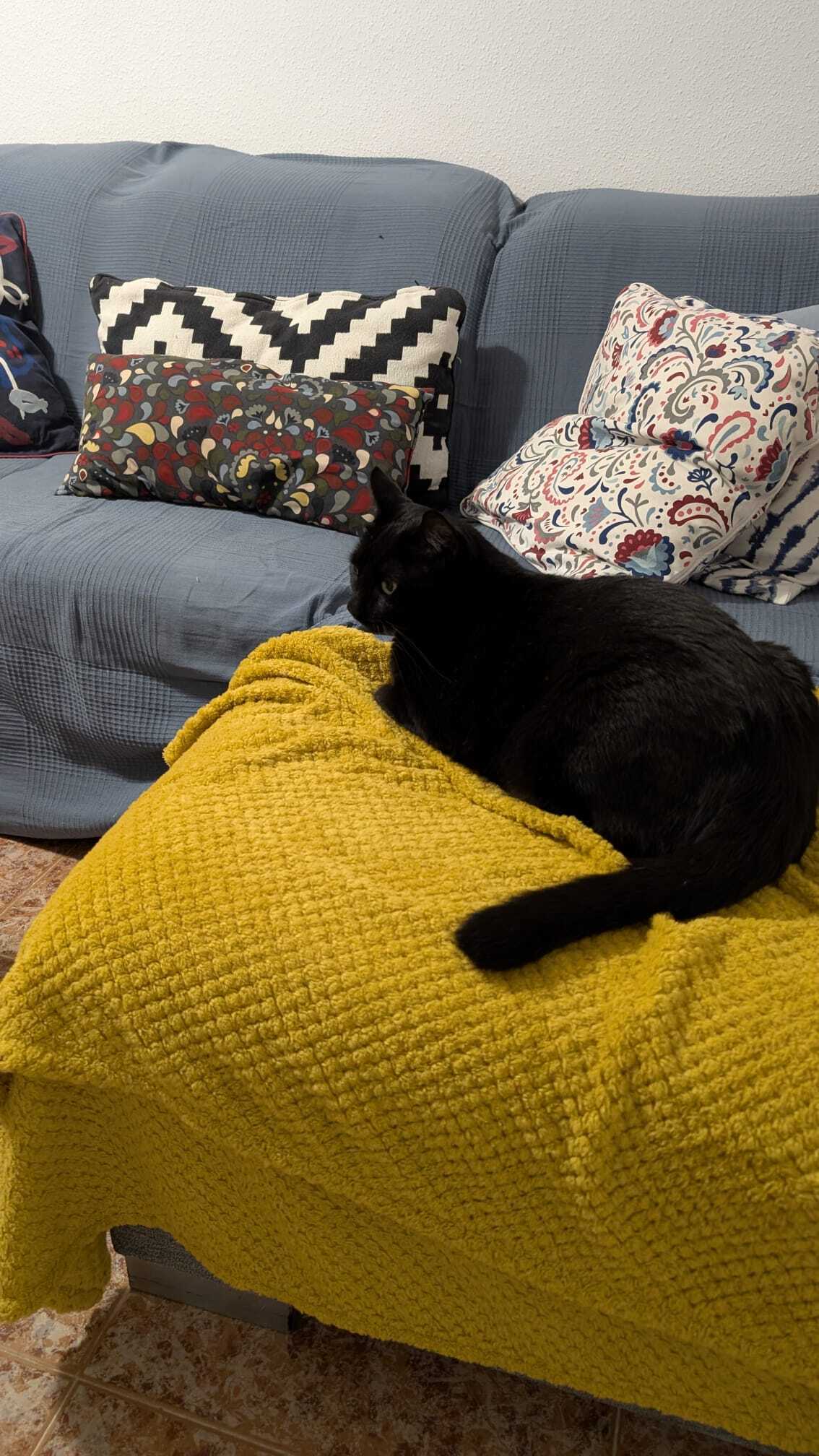 Gato Perdido: Posible Oculto en Coche en Santa Pola