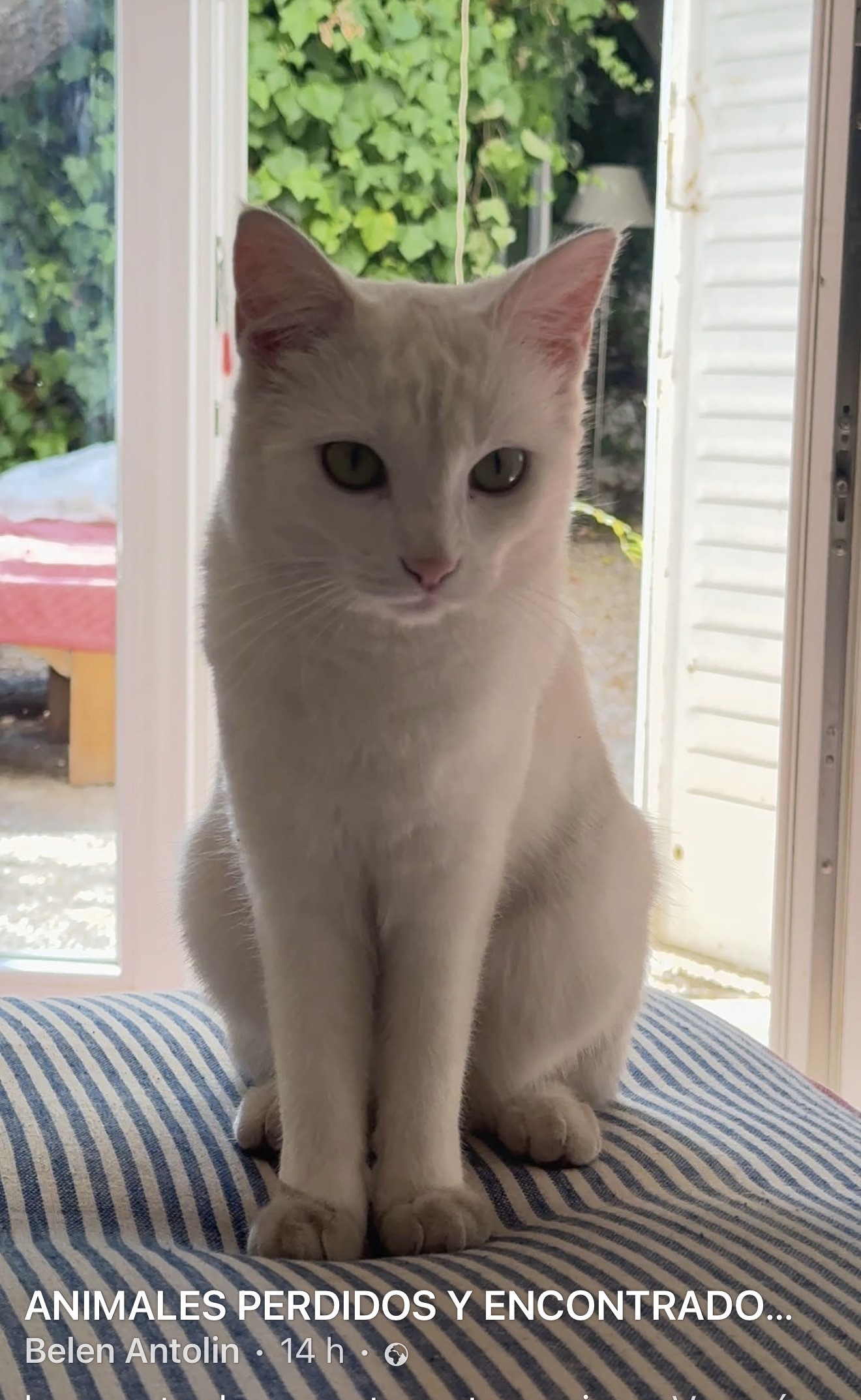 Gata Blanca Perdida en Corazón de María
