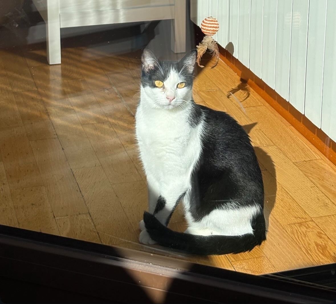 Gatos perdidos, Madrid, foto: Gata Blanco y Negro Perdida en Cocherón 17
