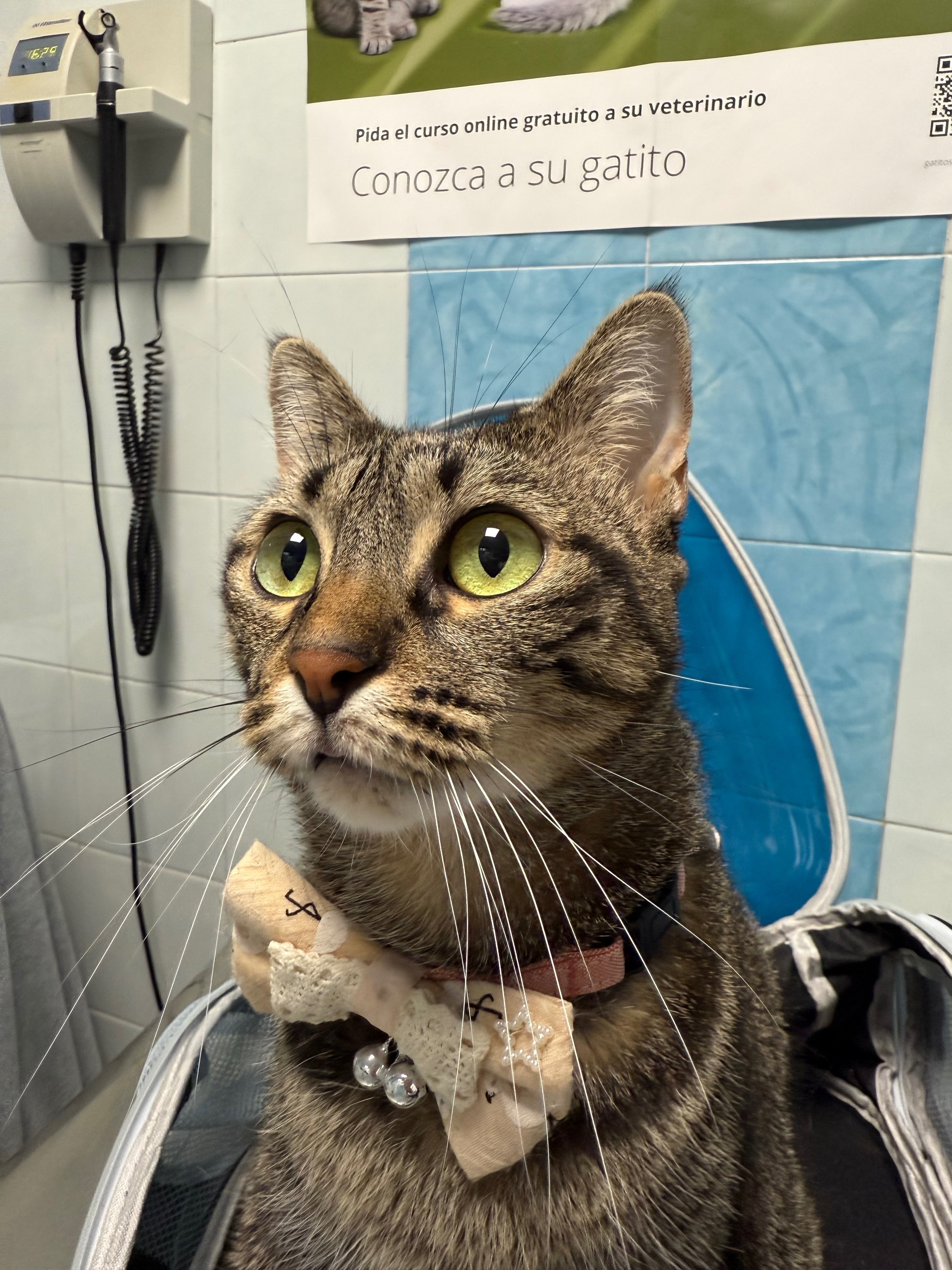 Gato perdido con collar rosa en Fuentemilanos