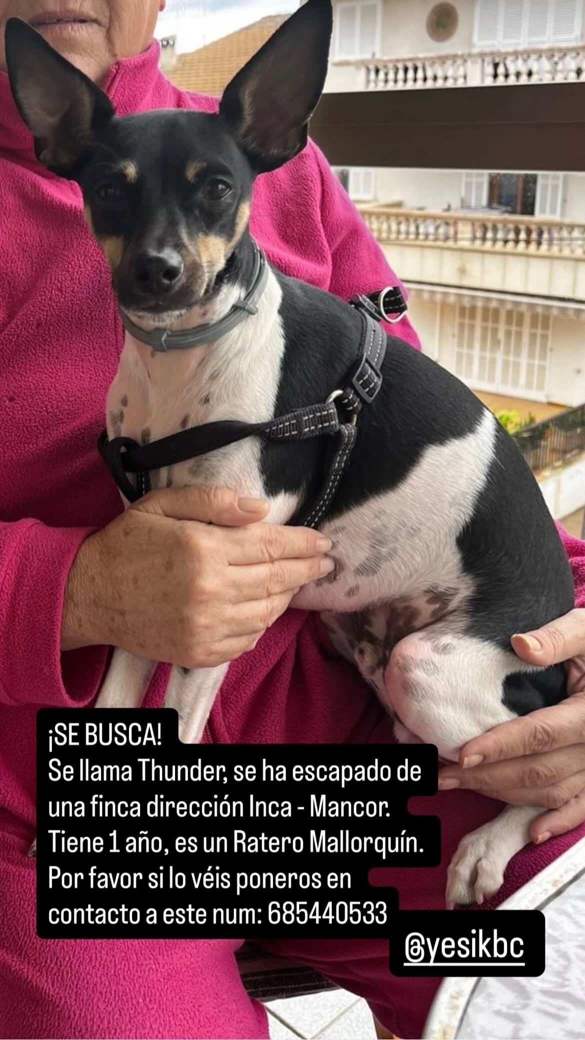 Perro Perdido en Inca: Ratero Cariñoso