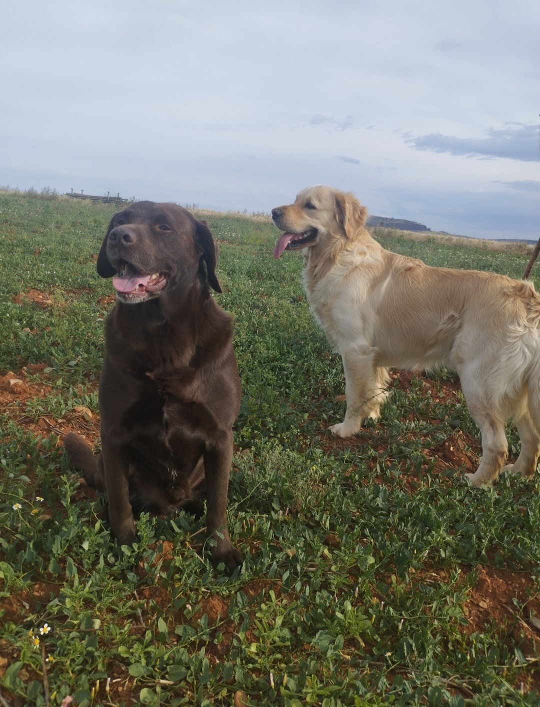 Perros Perdidos: Taison y Gazpacho en Bolaños