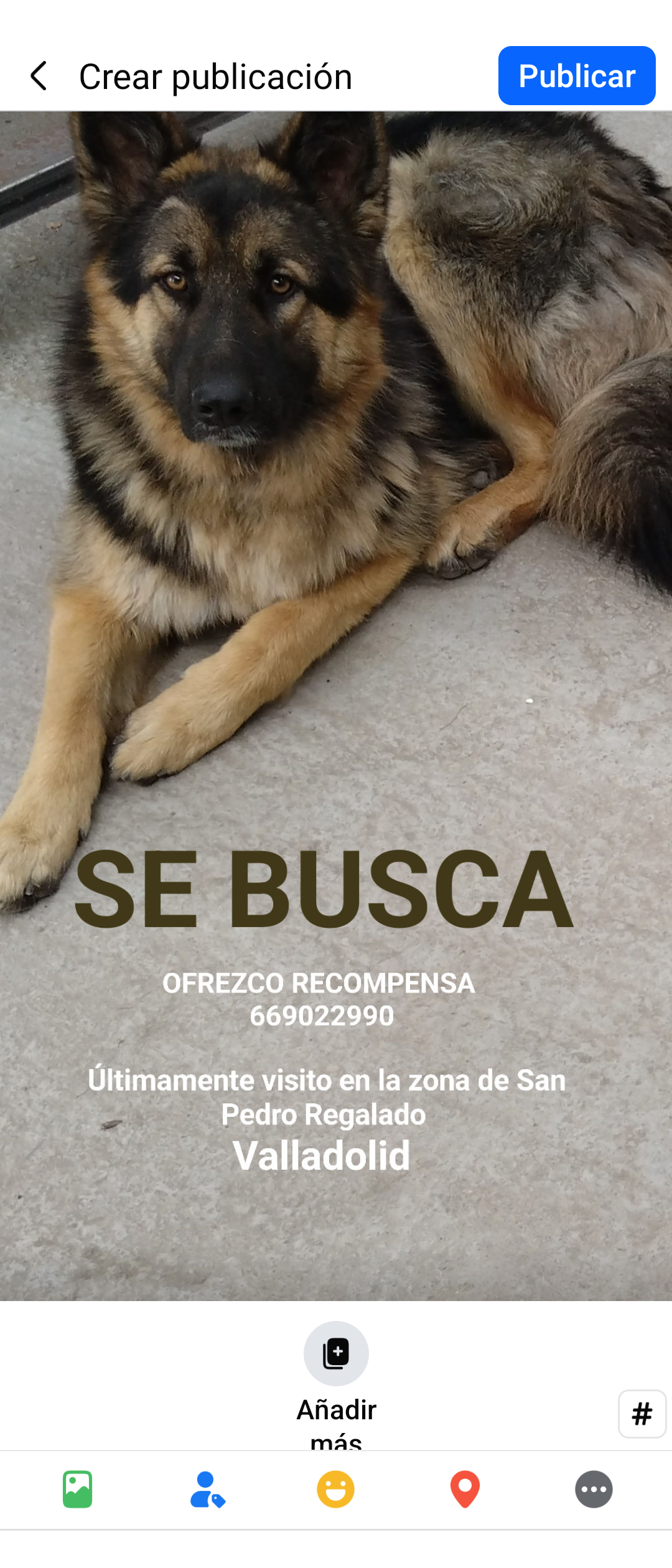 Animales perdidos Valladolid, foto: ¡Perro perdido en Camino Palomares!
