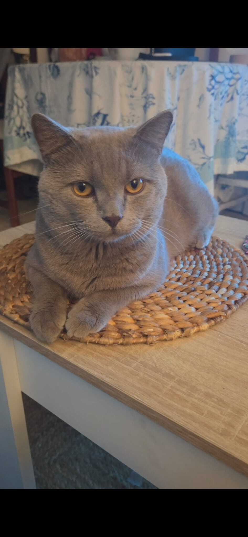 Gato Gris Perdido en Fuengirol...