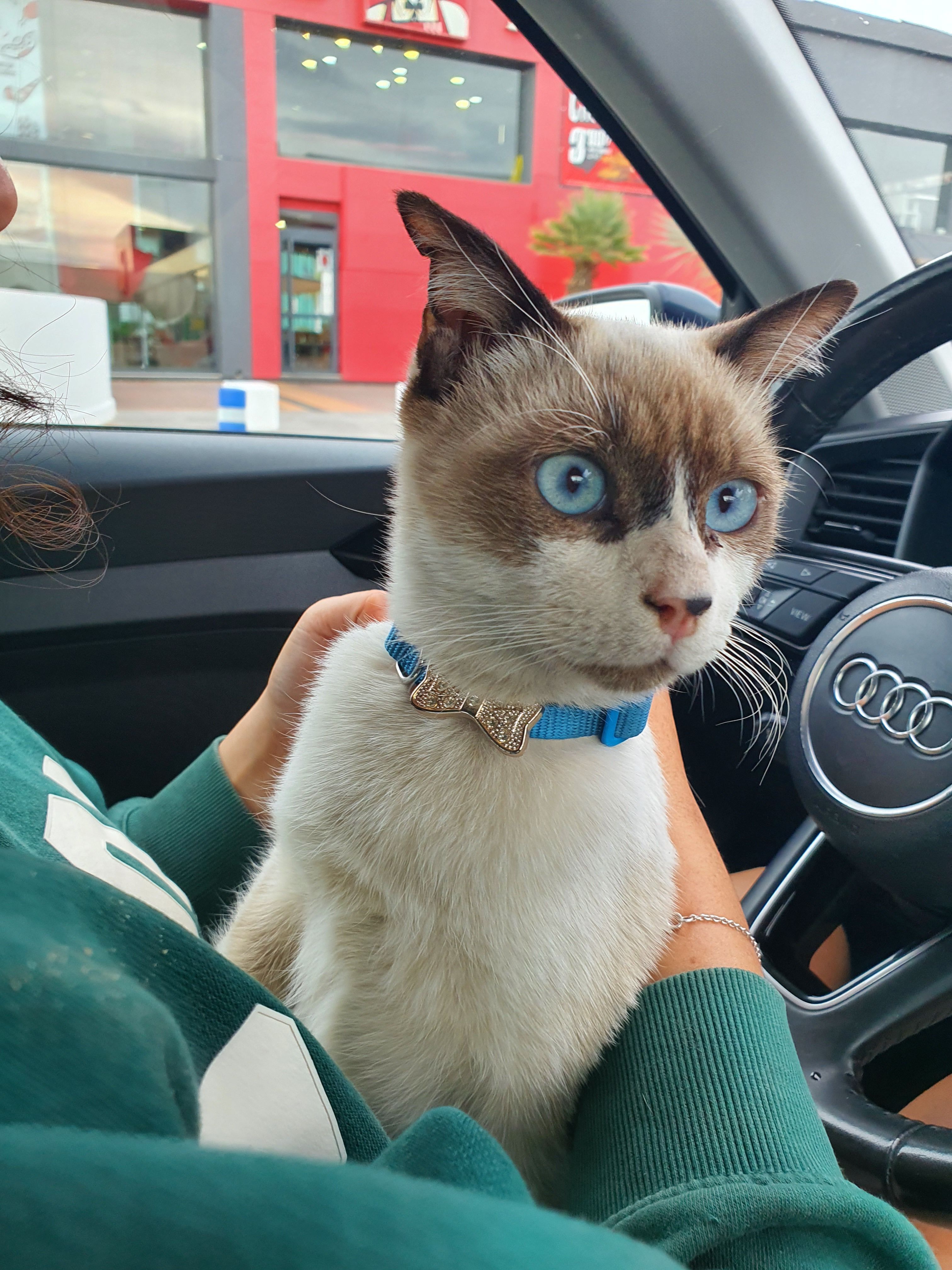 Gato Cariñoso Encontrado en Torrevieja
