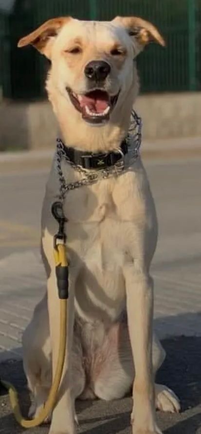 Perro blanco perdido cerca de Masía del Pla