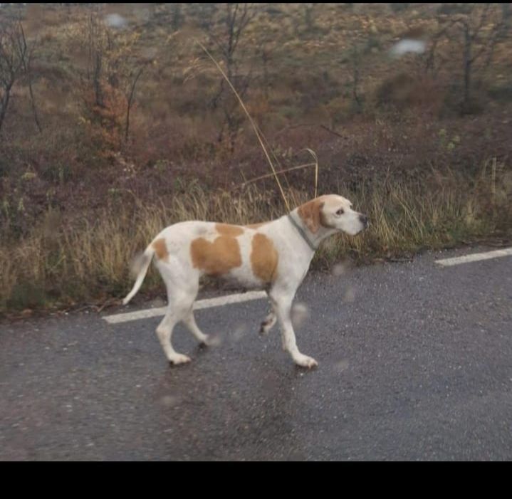 Perra Rubia Perdida en Morasverdes, CL