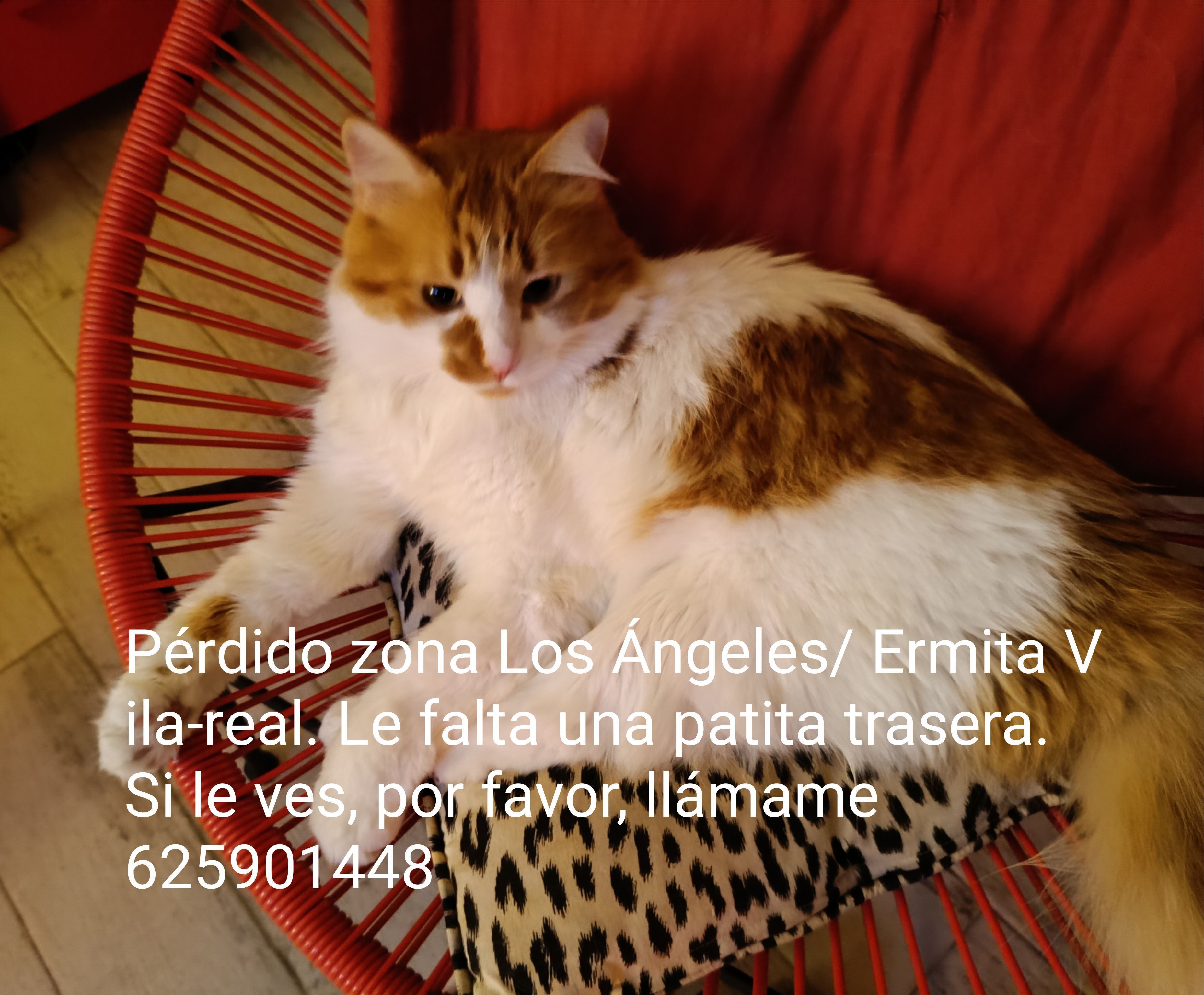 Gato Persa Blanco-Naranja Perd...