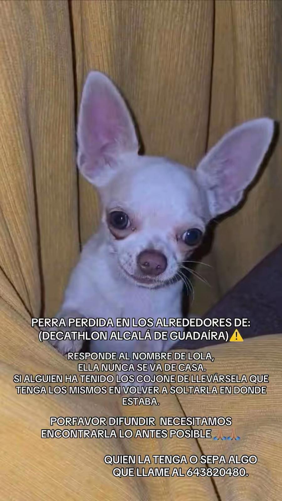 Se Busca: Cachorra Blanca con Manchas Canela