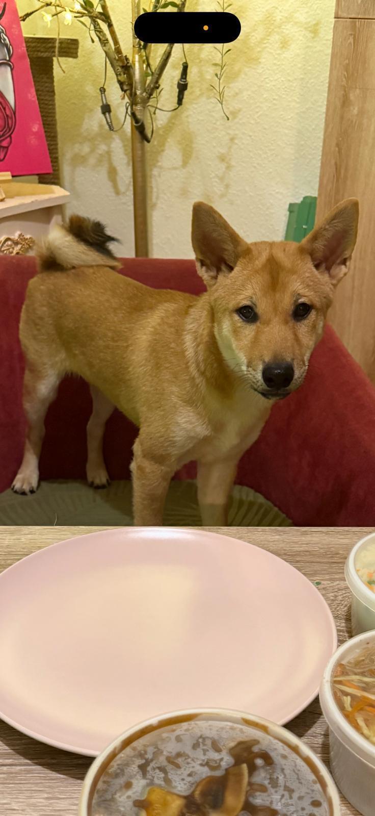 Perro Marrón Perdido en Córdoba: Av. Libia 19