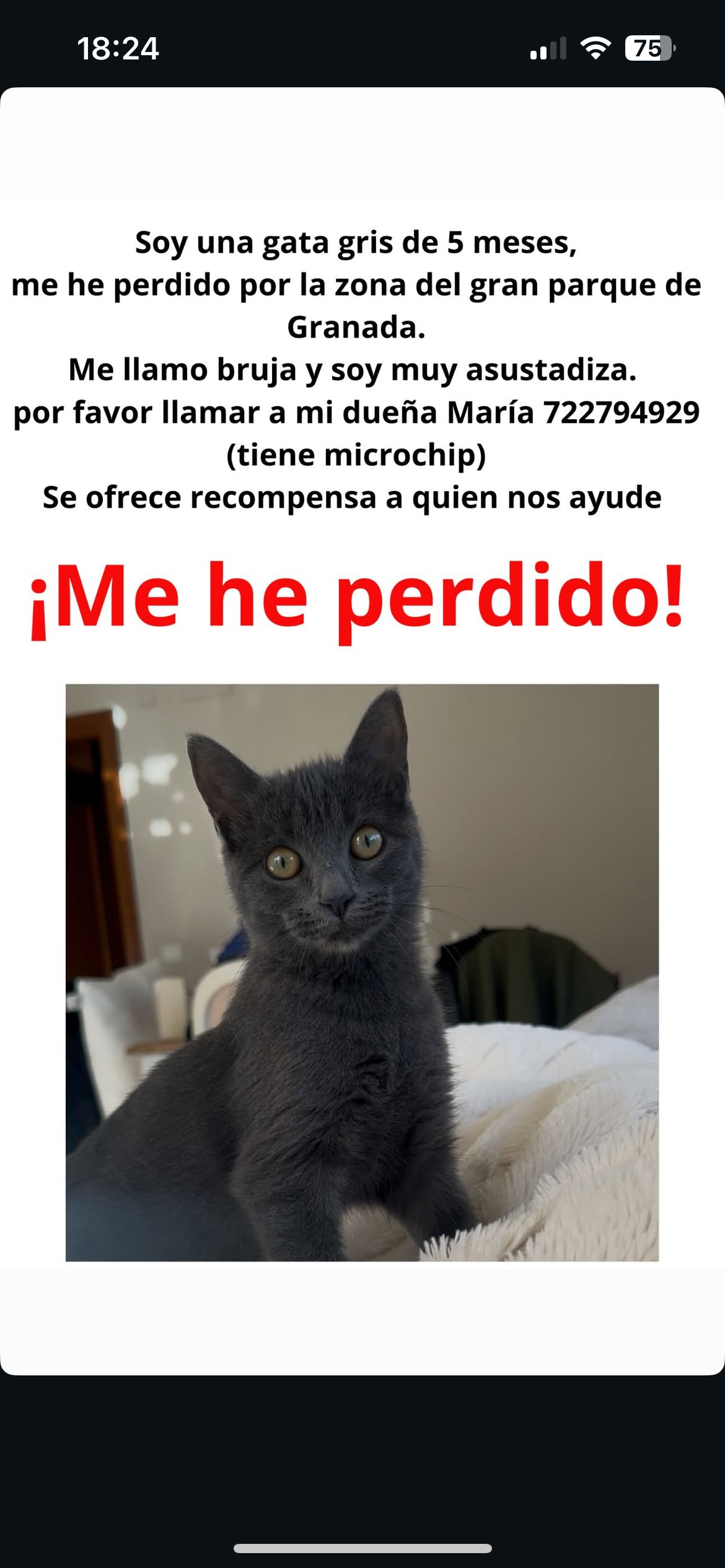 Gato Perdido: Gris y Asustadiz...
