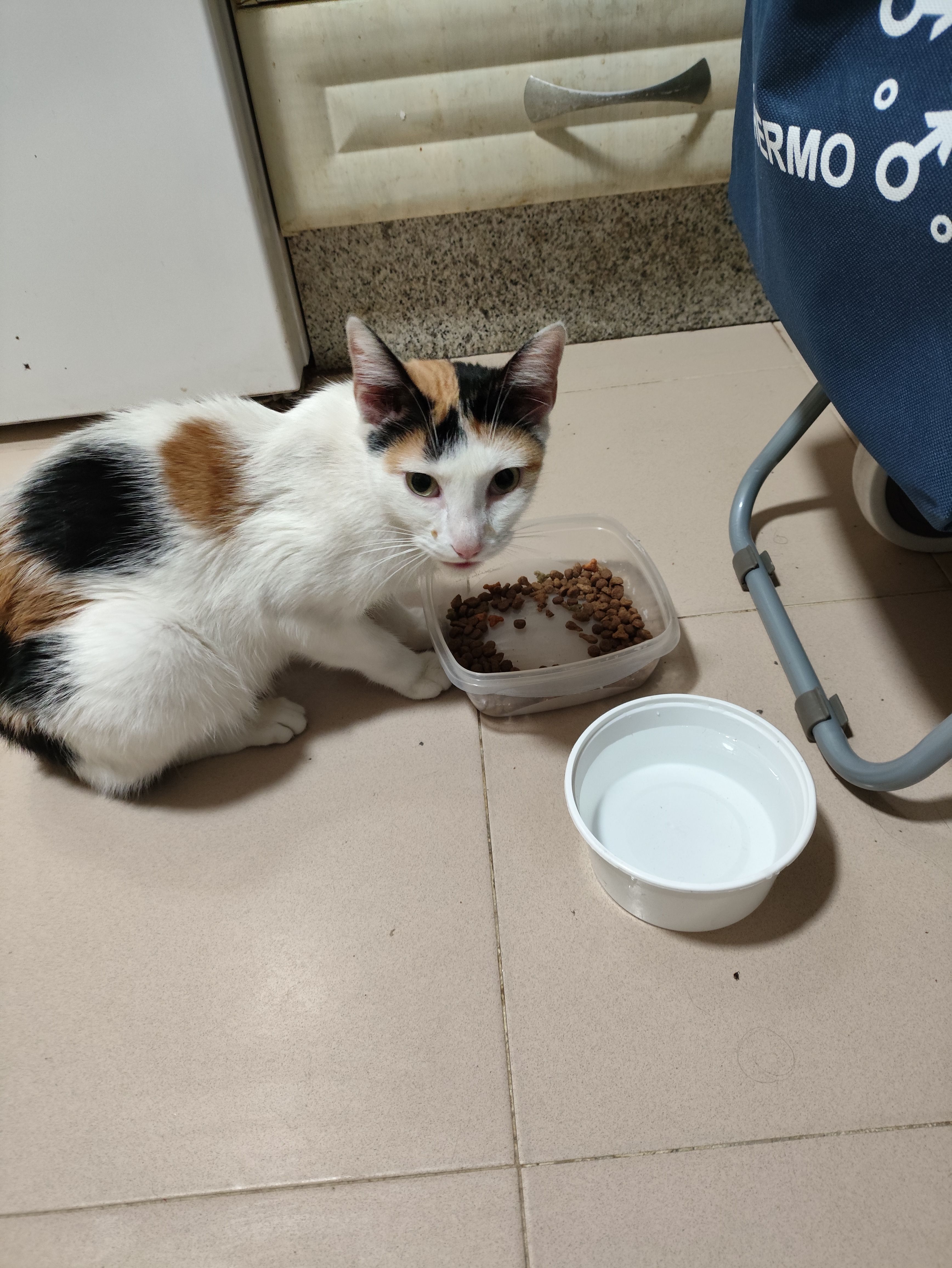 Animales encontrados Sevilla, foto: Gatita Cariñosa Encontrada en Sevilla