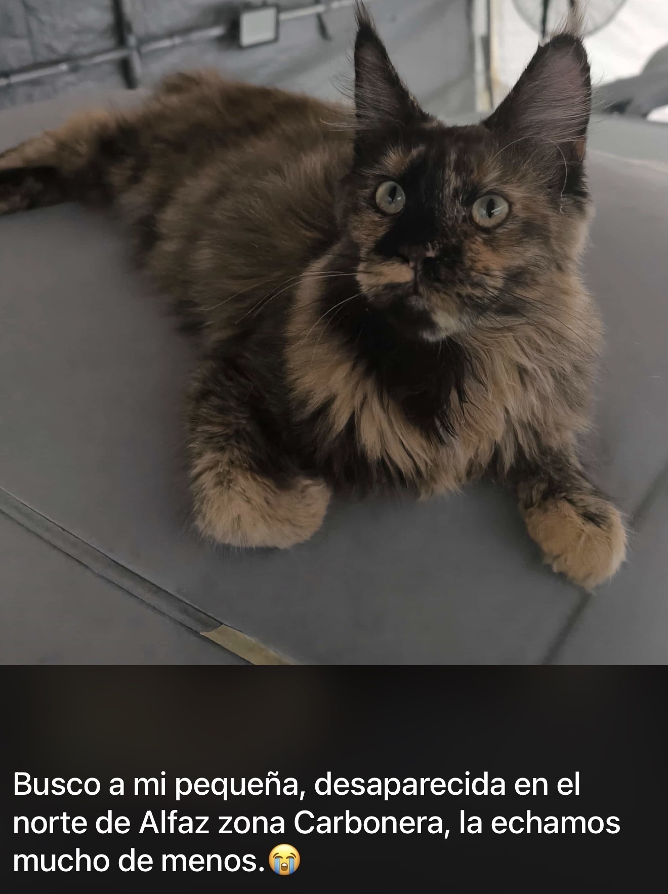 Gata Maine Coon Perdida en Alfaz del Pi