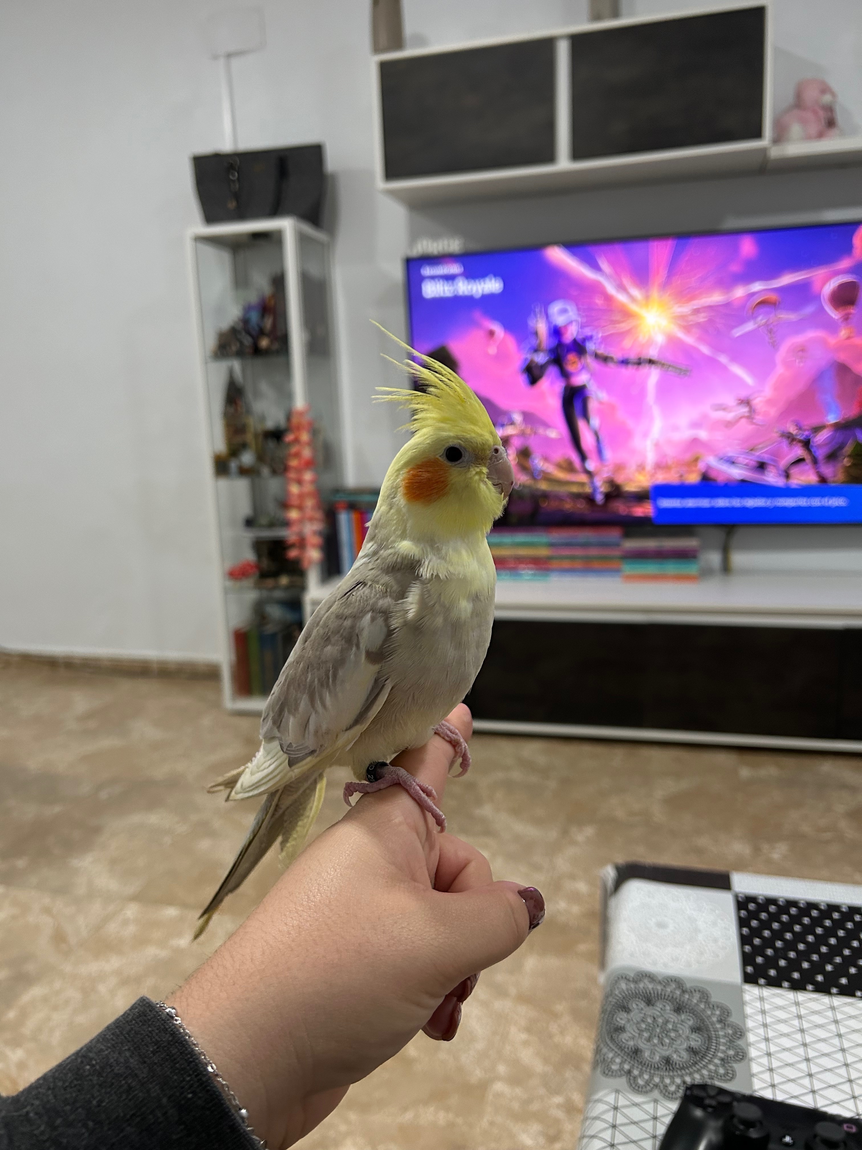 ¡Ayuda! Ave Perdida en La Foia, Valencia