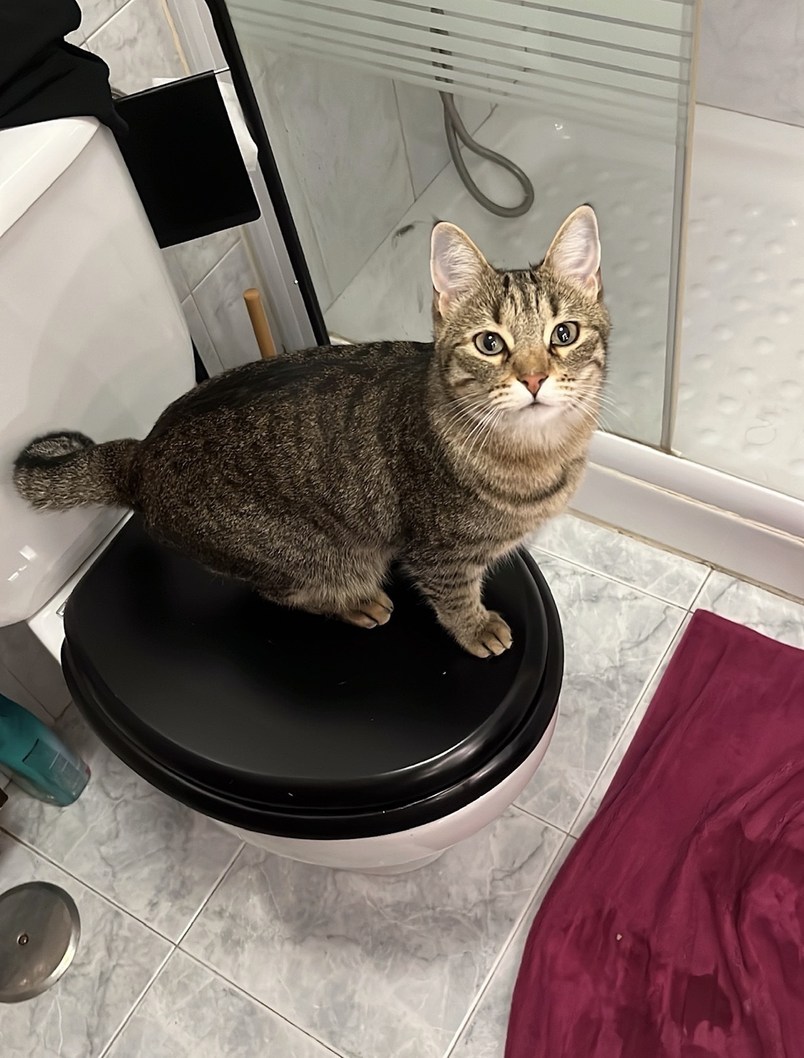 ¡Ayuda! Gata Atigrada Perdida en Gójar