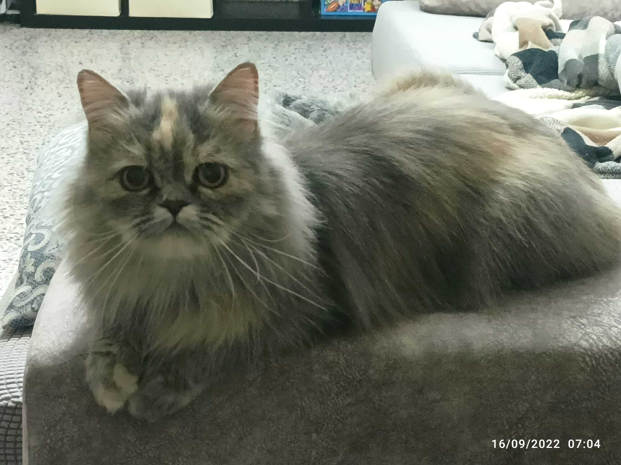 Animales perdidos Badajoz, foto: Gatita Gris Perdida en Badajoz: ¡Ayúdanos!