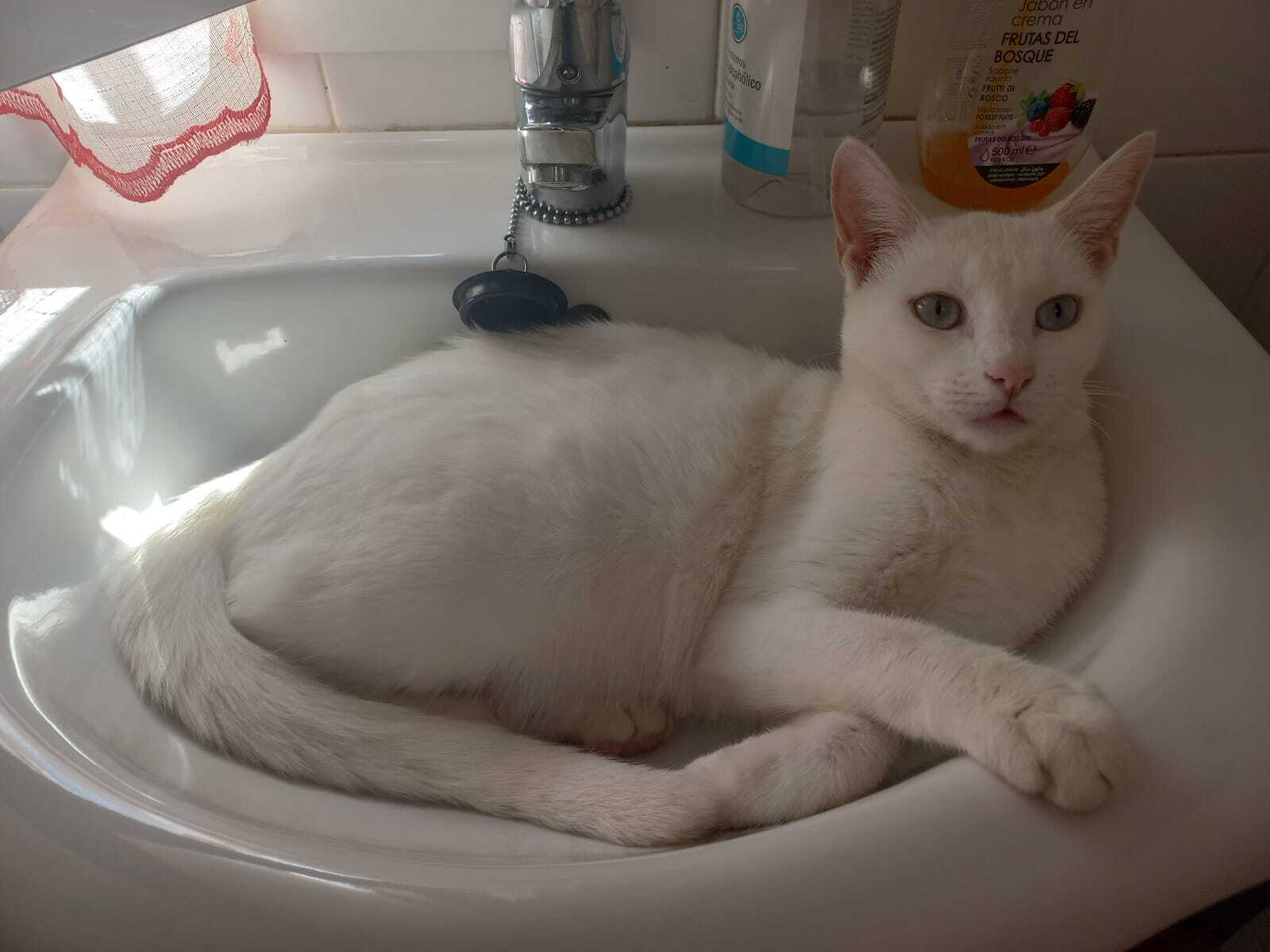 Animales perdidos Alhaurin de la Torre, foto: Perro Blanco Perdido en Alhaurín de la Torre