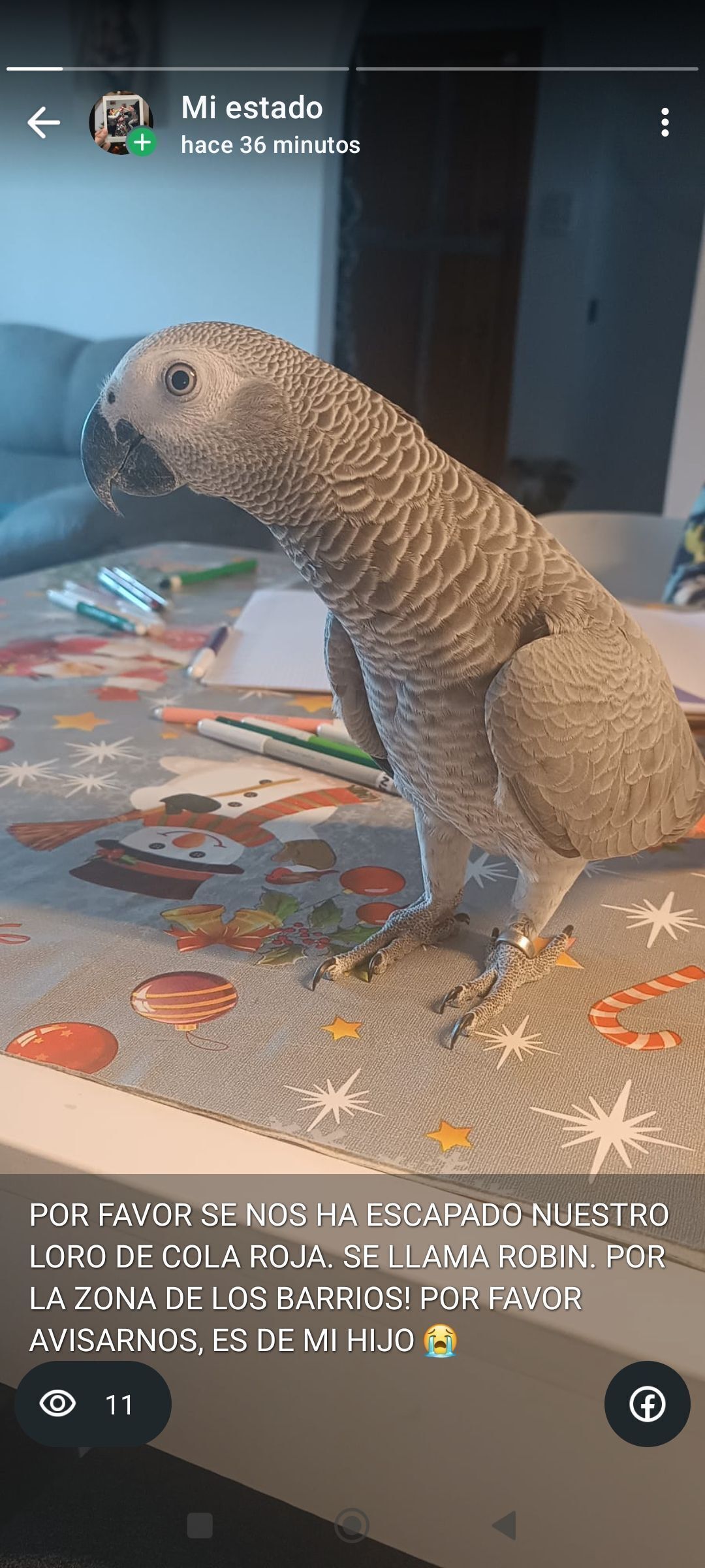 Yaco de Cola Roja Perdido en Los Barrios