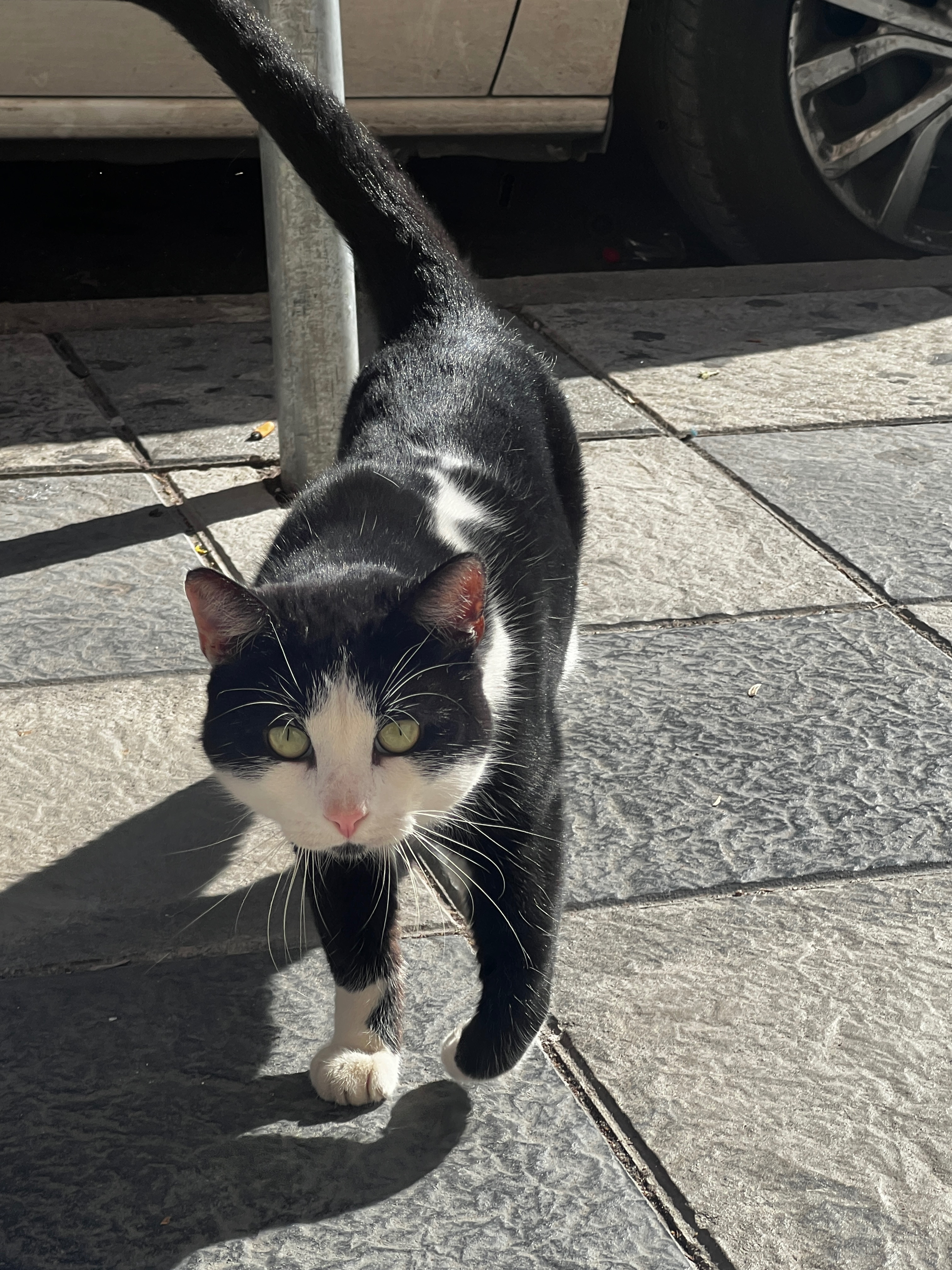 Animales encontrados Algeciras, foto: ¿Has perdido un gato? Encontrado en Algeciras