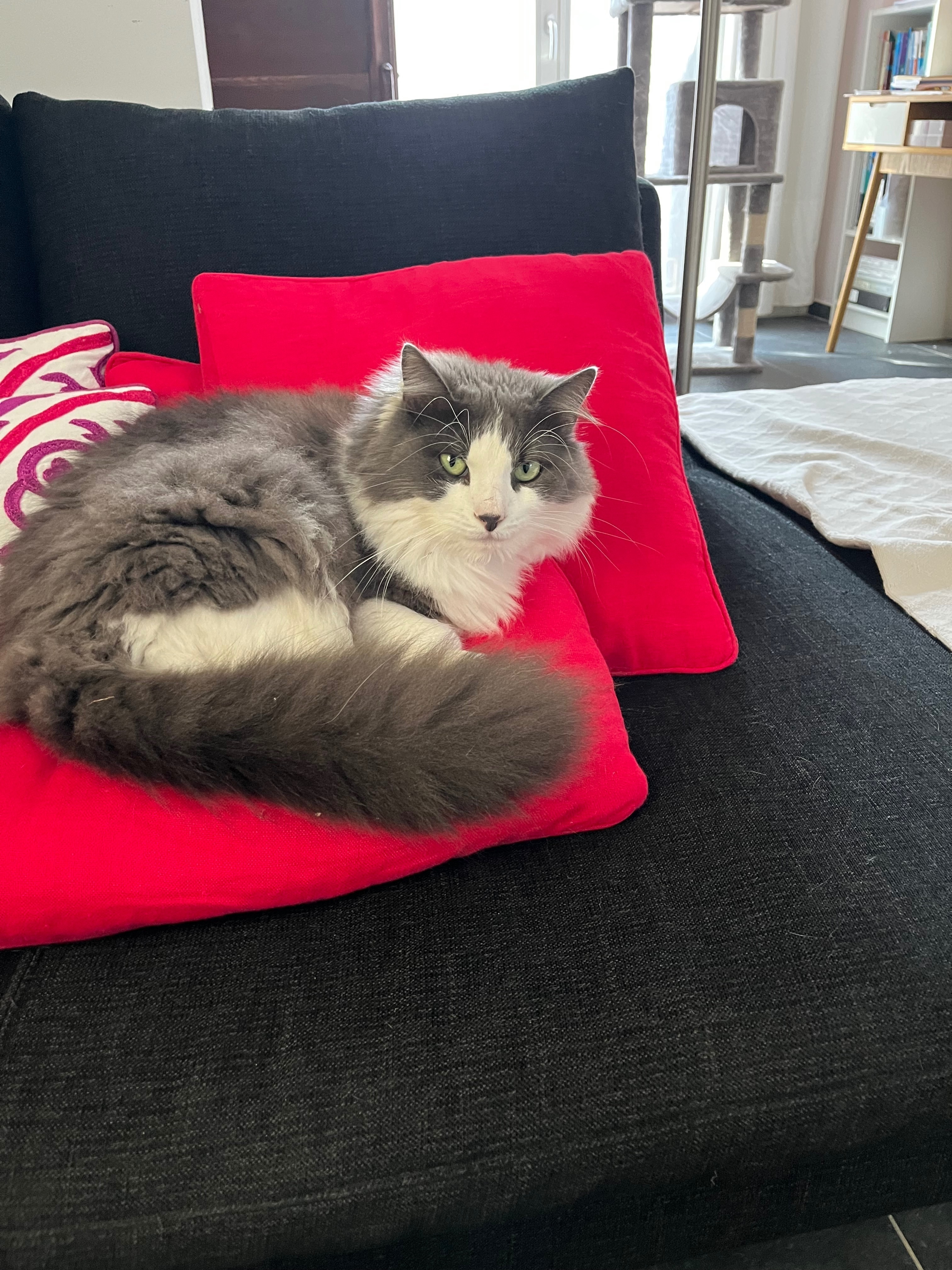 ¡Ayuda! Gato Gris y Blanco Perdido en Sant Just