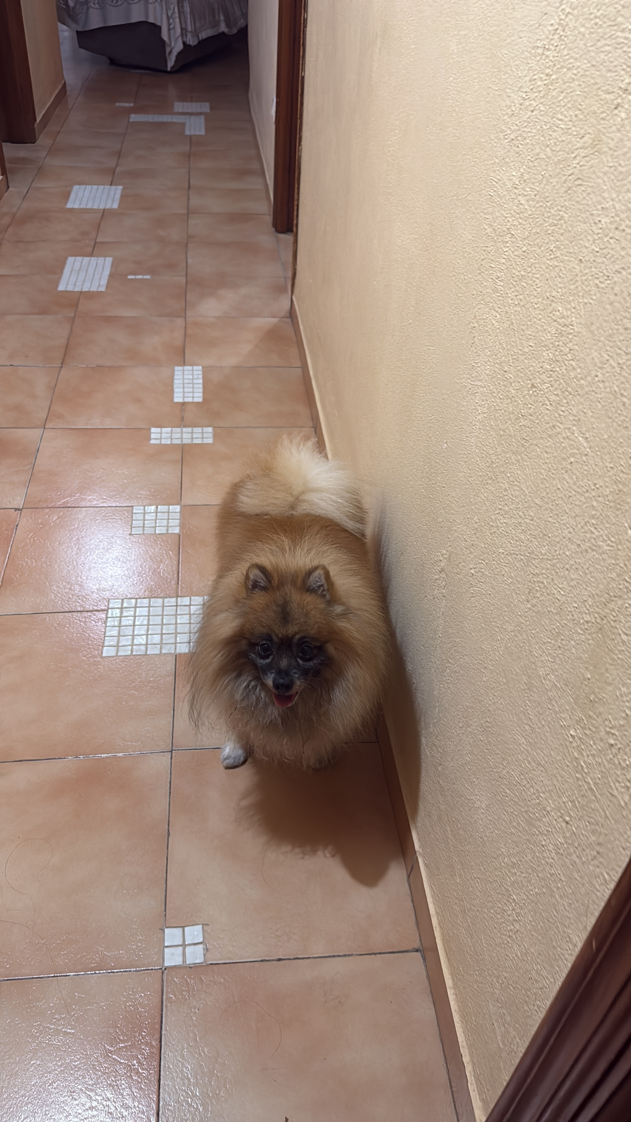 Perro Pomerania Perdido en Órgiva, Alpujarra