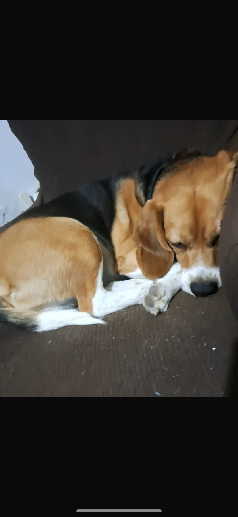 Perro Tricolor Perdido en Mocejón, CLM