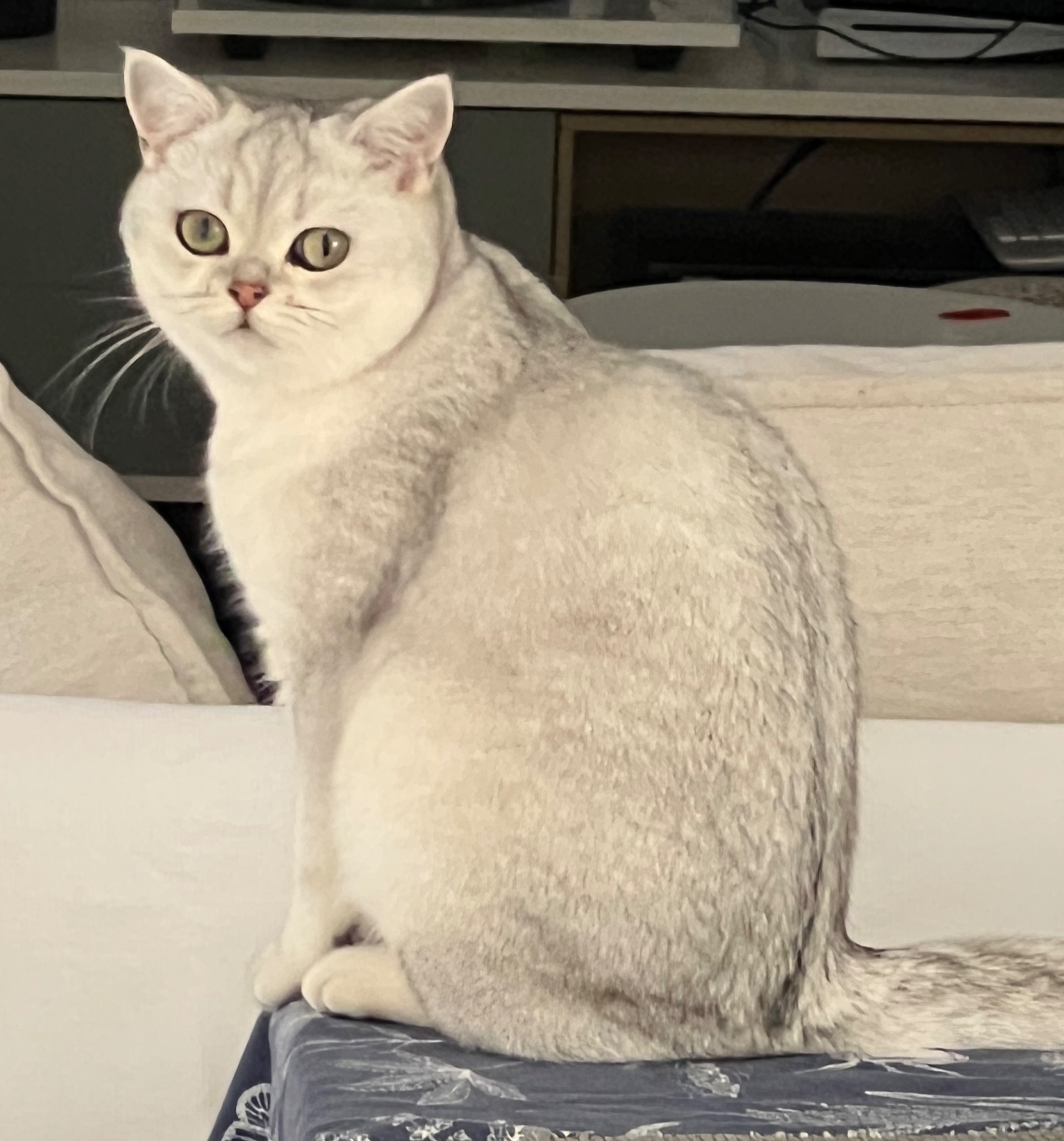 Gata Blanca Perdida en Les Salinetes Altes