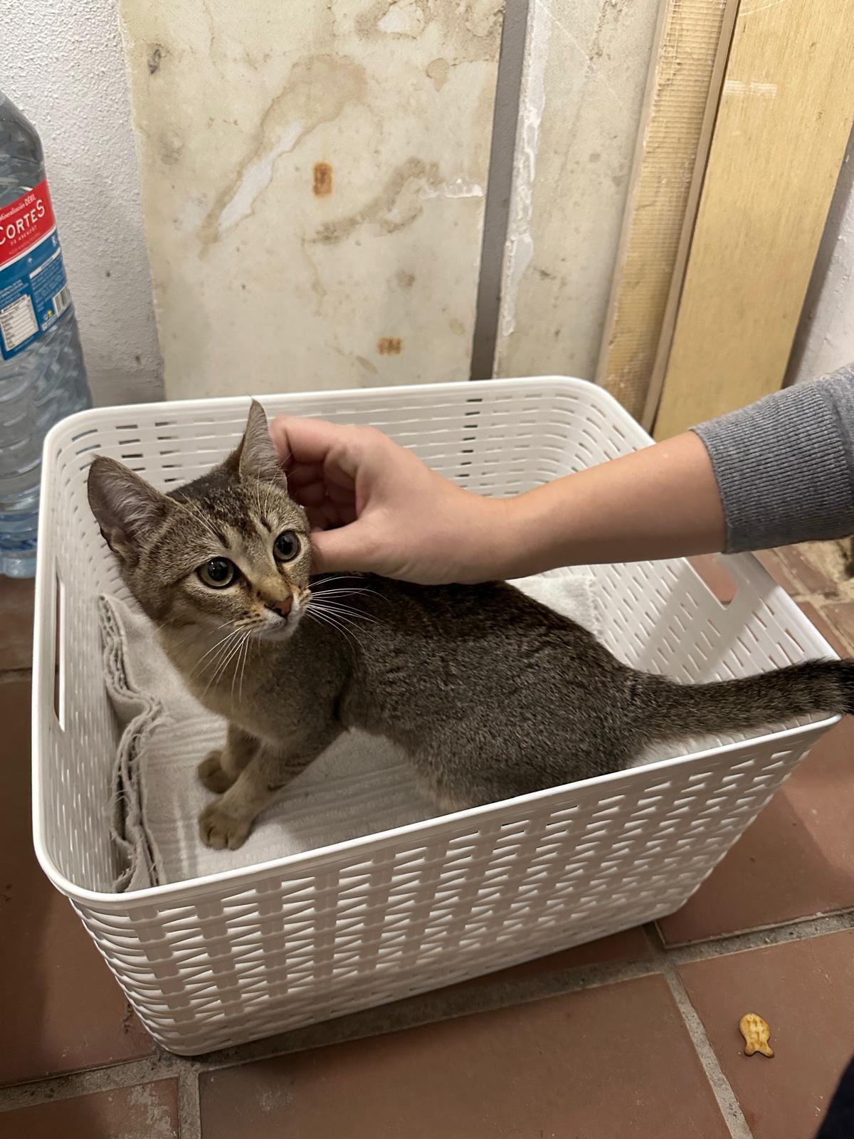 Gato encontrado Valencia, foto: ¡Gatita Rescatada en Garaje de Valencia!