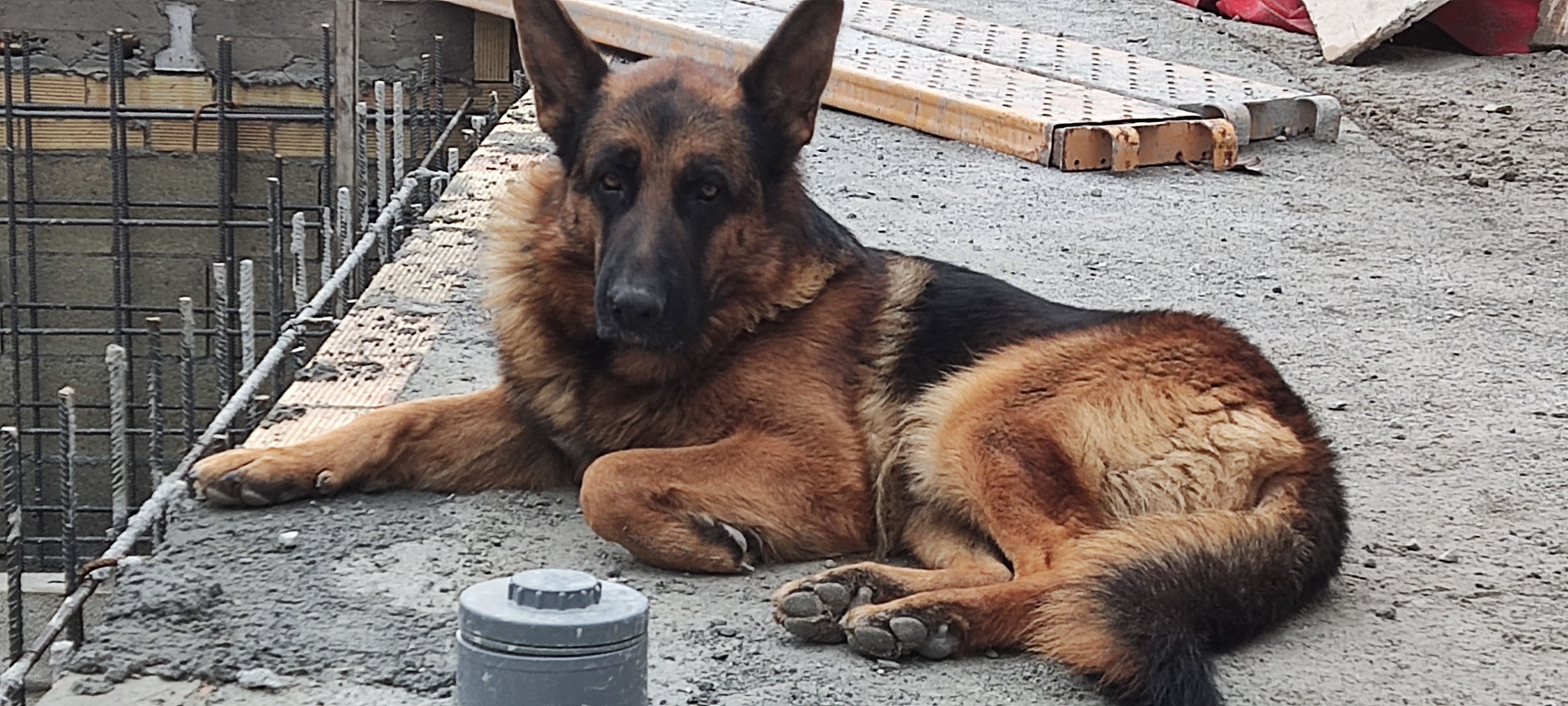 Animales perdidos , foto: Perro Pastor Alemán Robado en Nerja: Thor